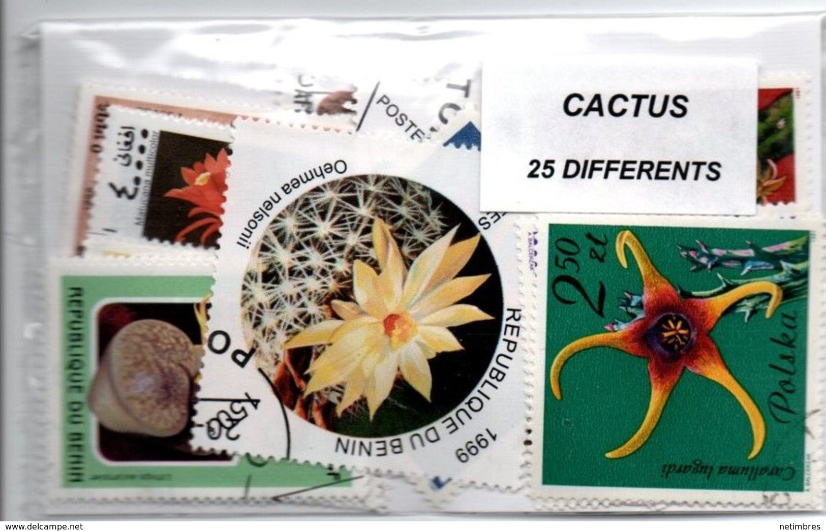 Lot 25 Timbres Thematique " Cactus " - Sukkulenten