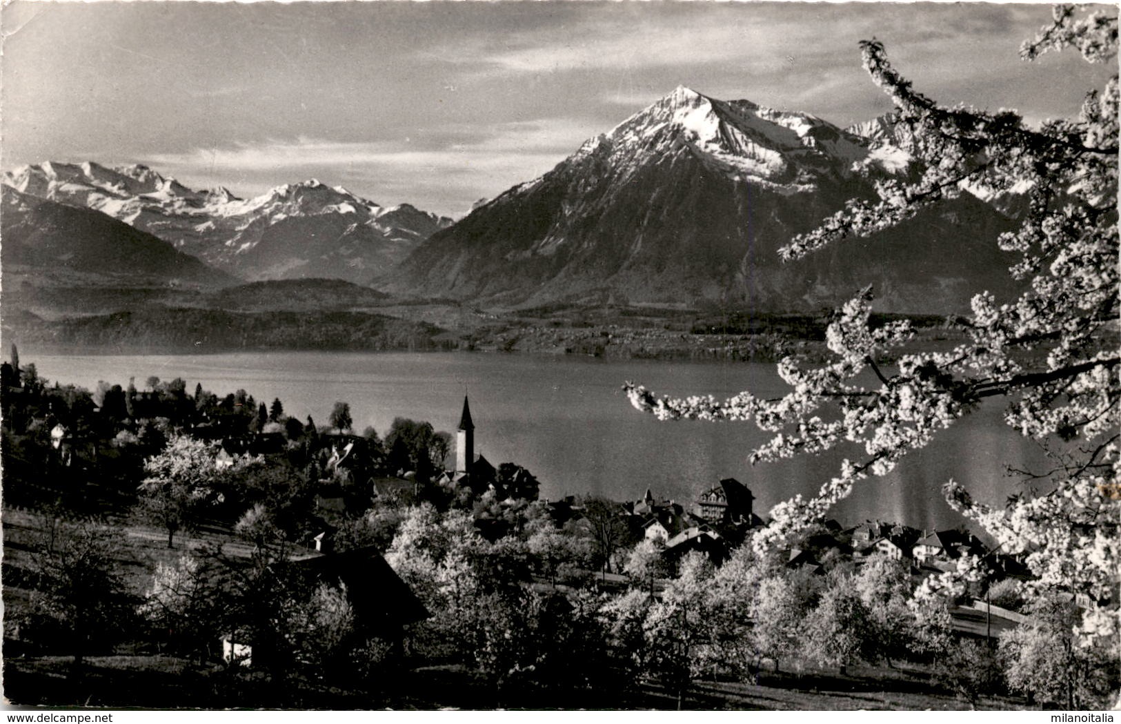 Hilterfingen Am Thunersee, Blümlisalp - Niesen (2785) * 26. 3. 1962 - Hilterfingen