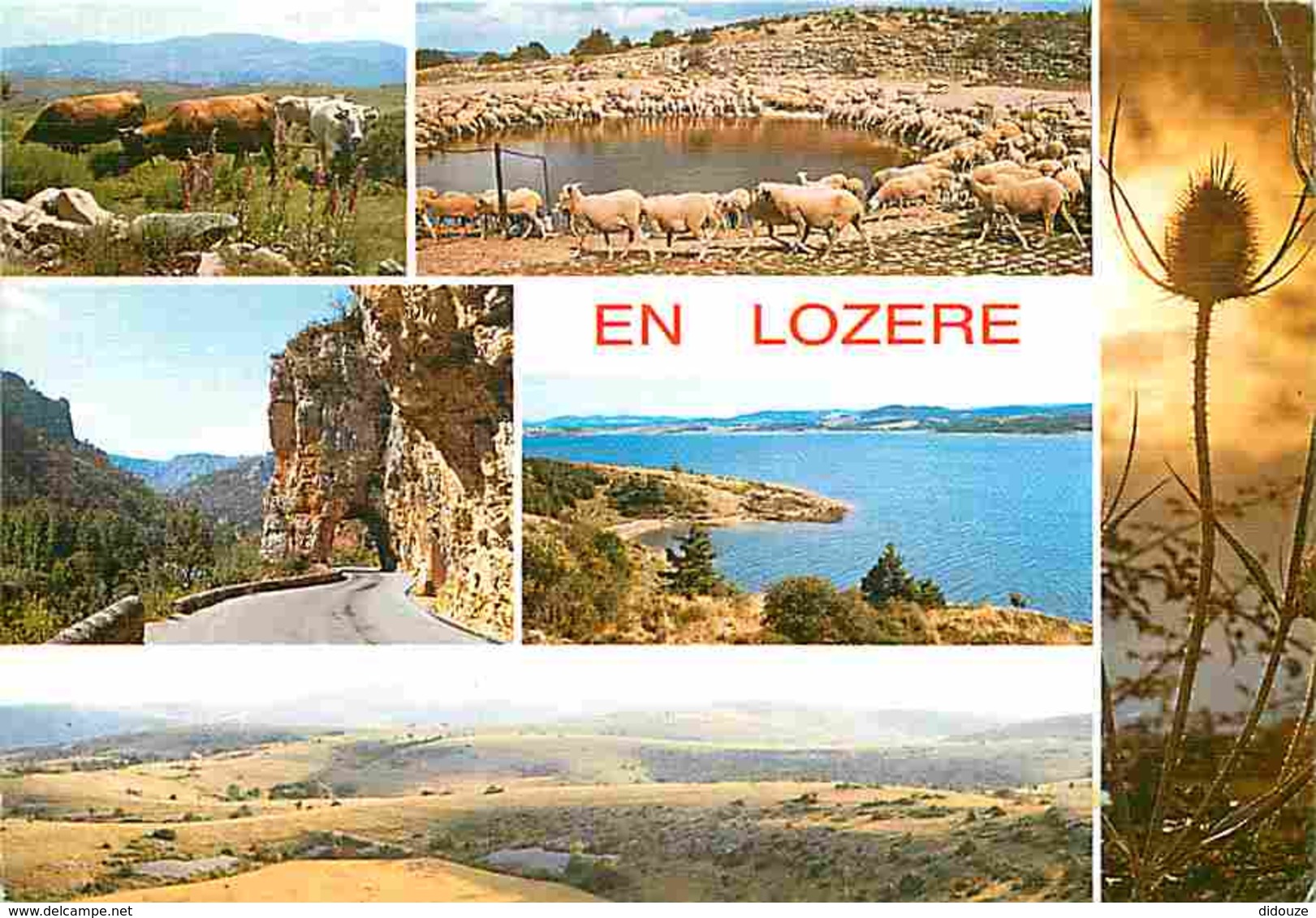 48 - Lozère - Multivues - Vaches - Moutons - Flamme Postale - CPM - Voir Scans Recto-Verso - Altri & Non Classificati