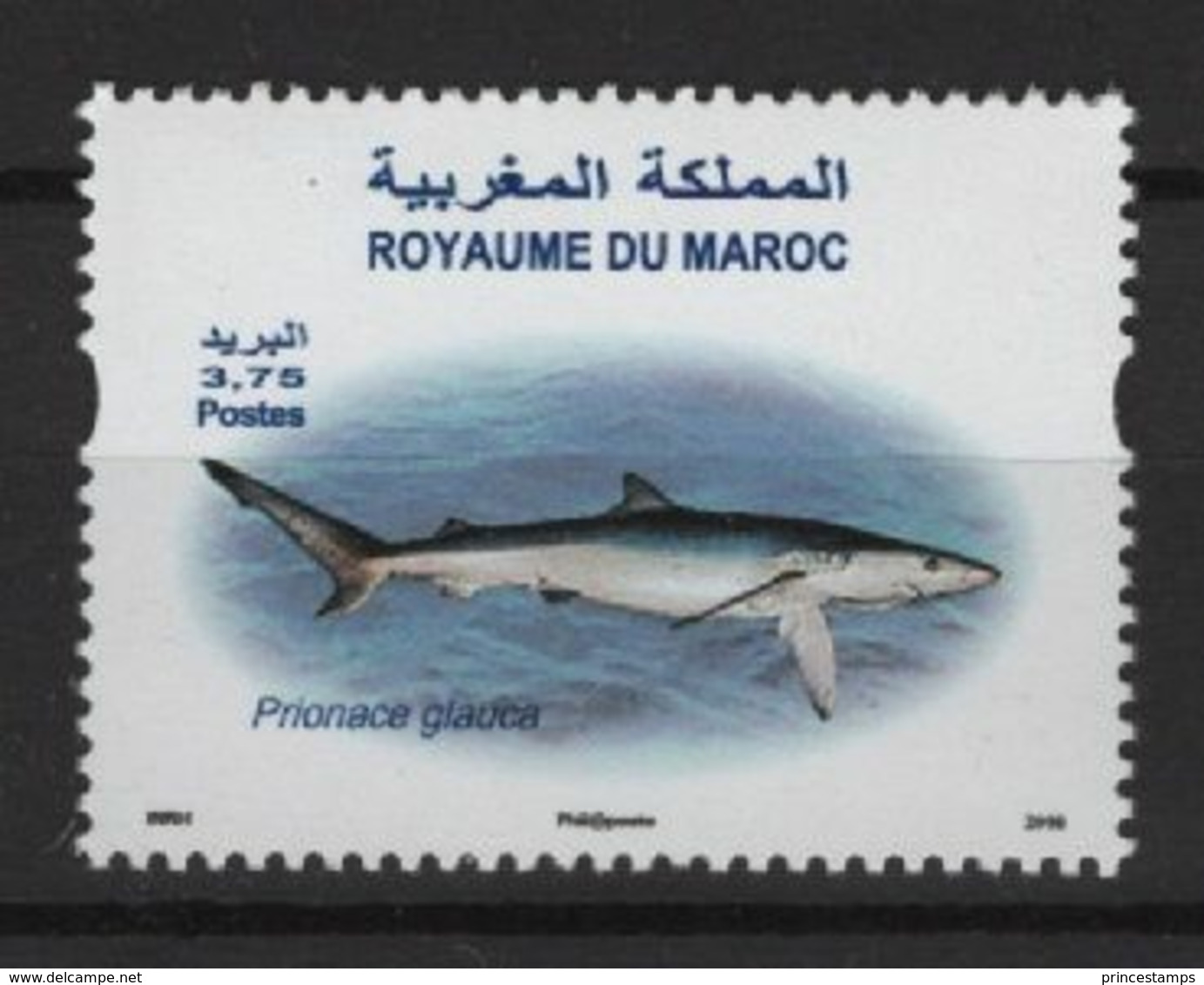 Maroc - Morocco (2016) - Set -  /  Tiburon - Shark  - Marine Fauna - Fauna Marina - Meereswelt