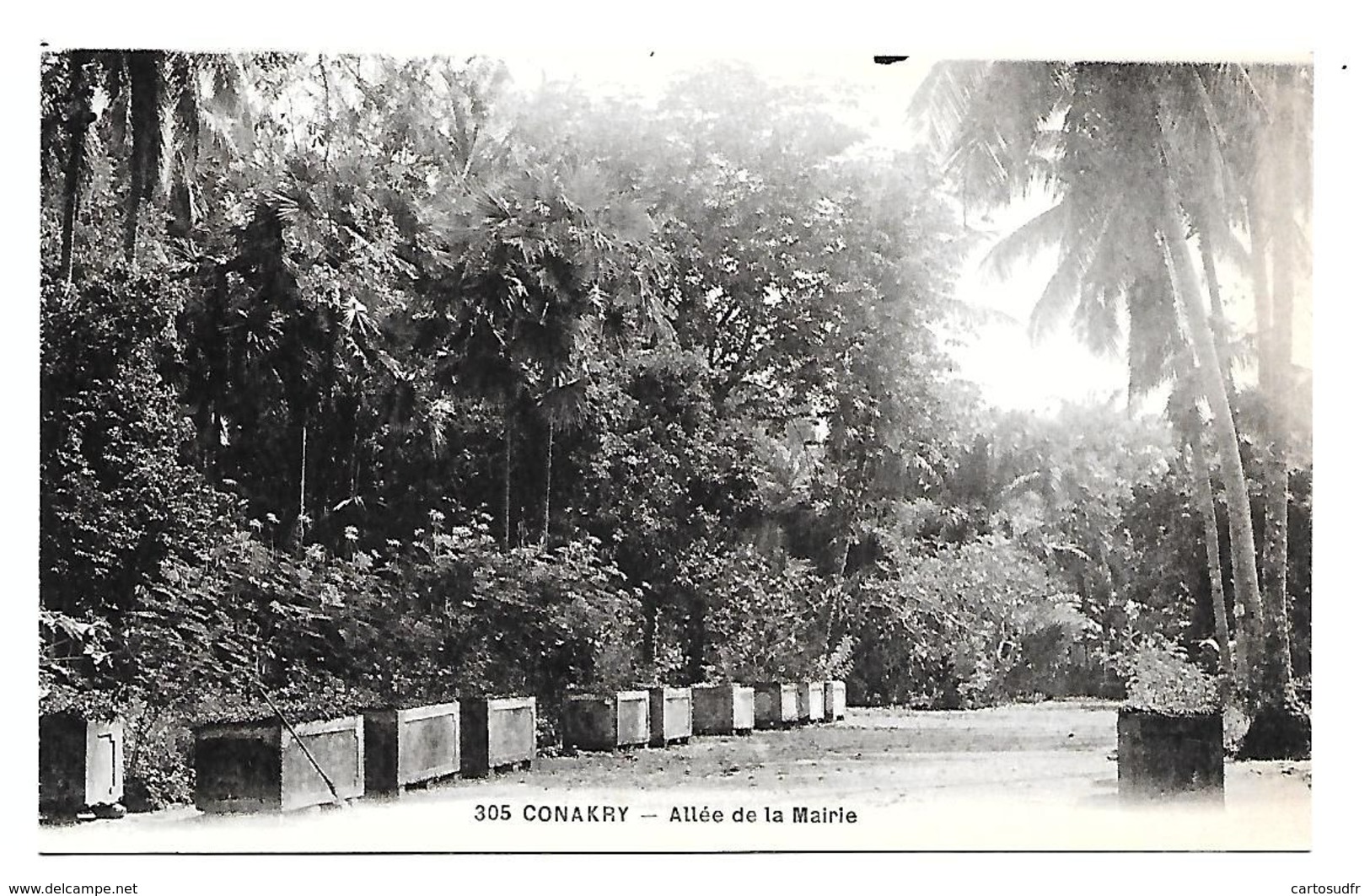 CONAKRY - ALLEE DE LA MAIRIE - SUPERBE - Guinée