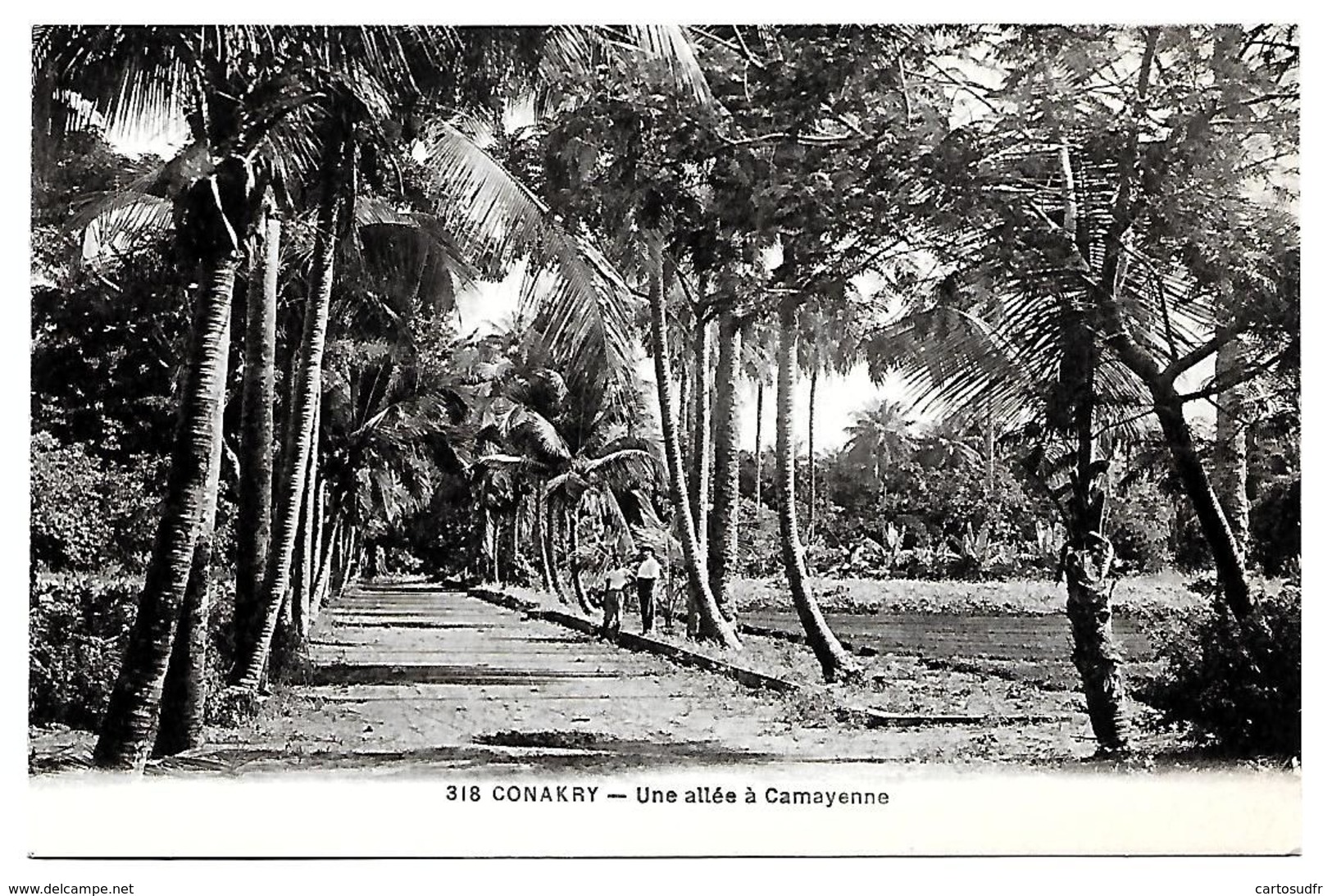 CONAKRY - UNE ALLEE A CAMAYENNE - SUPERBE - Guinée