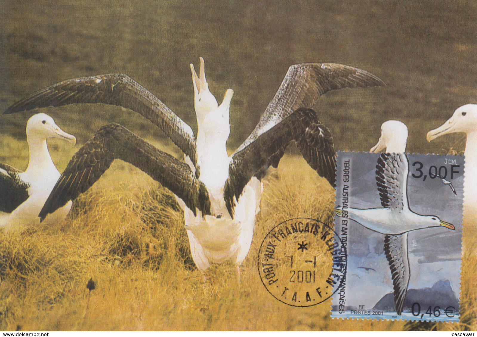 Carte  Maximum   1er  Jour    TAAF   Albatros   2001 - Marine Web-footed Birds