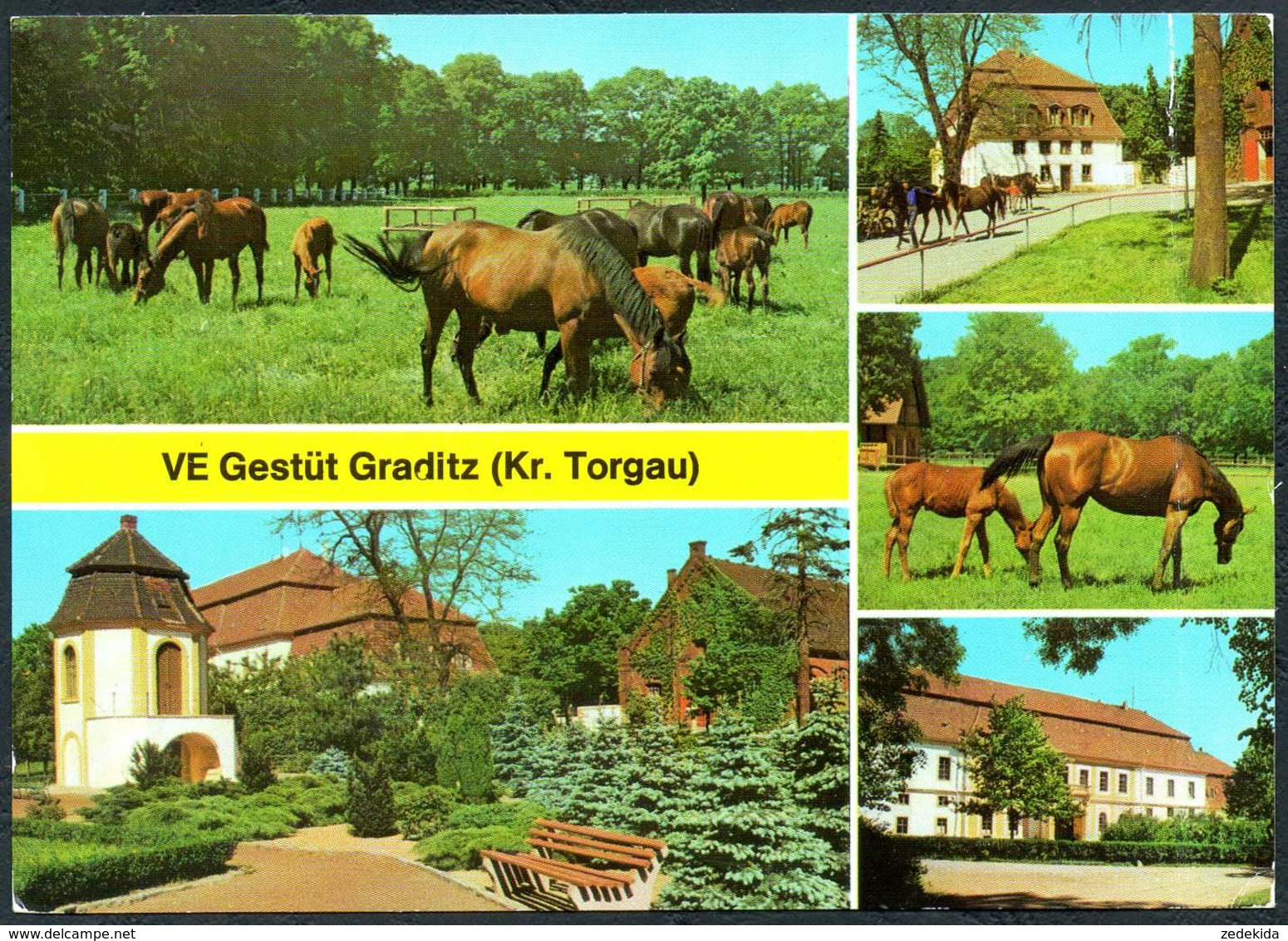 D8803 - Graditz - Kr. Torgau - Gestütz Pferde Fohlen - Bild Und Heimat Reichenbach - Torgau