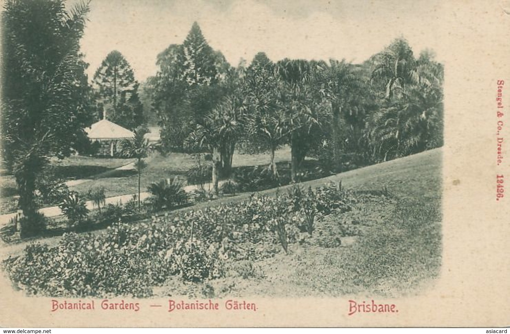 Brisbane Botanical Gardens .  Edit Stengel Dresde 12426 . Short Size Card . Pionneer - Brisbane