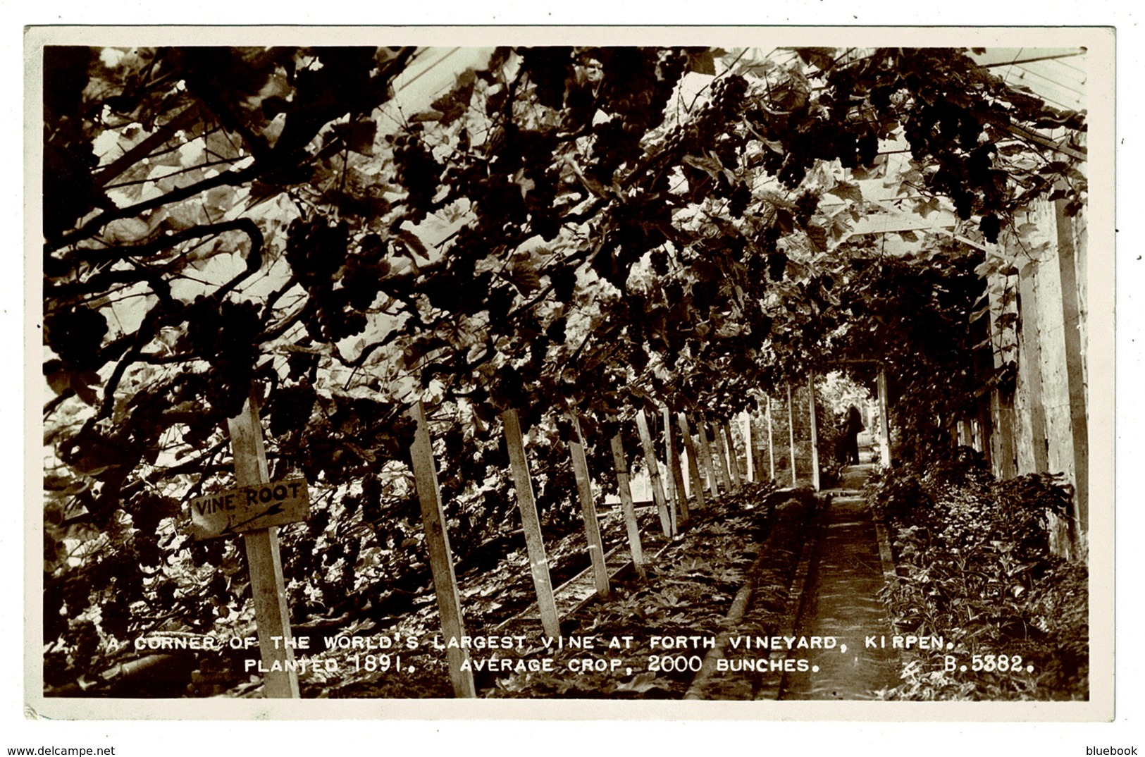 Ref 1393 - Real Photo Postcard - Largest Vine In The World - Forth Vineyard Kippen Ayrshire - Error Kirpen - Ayrshire