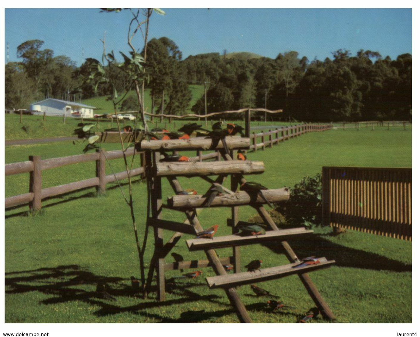 (J 16) Australia - QLD - Bunya Mountains Rosella Feeding Time (W3) - Sunshine Coast