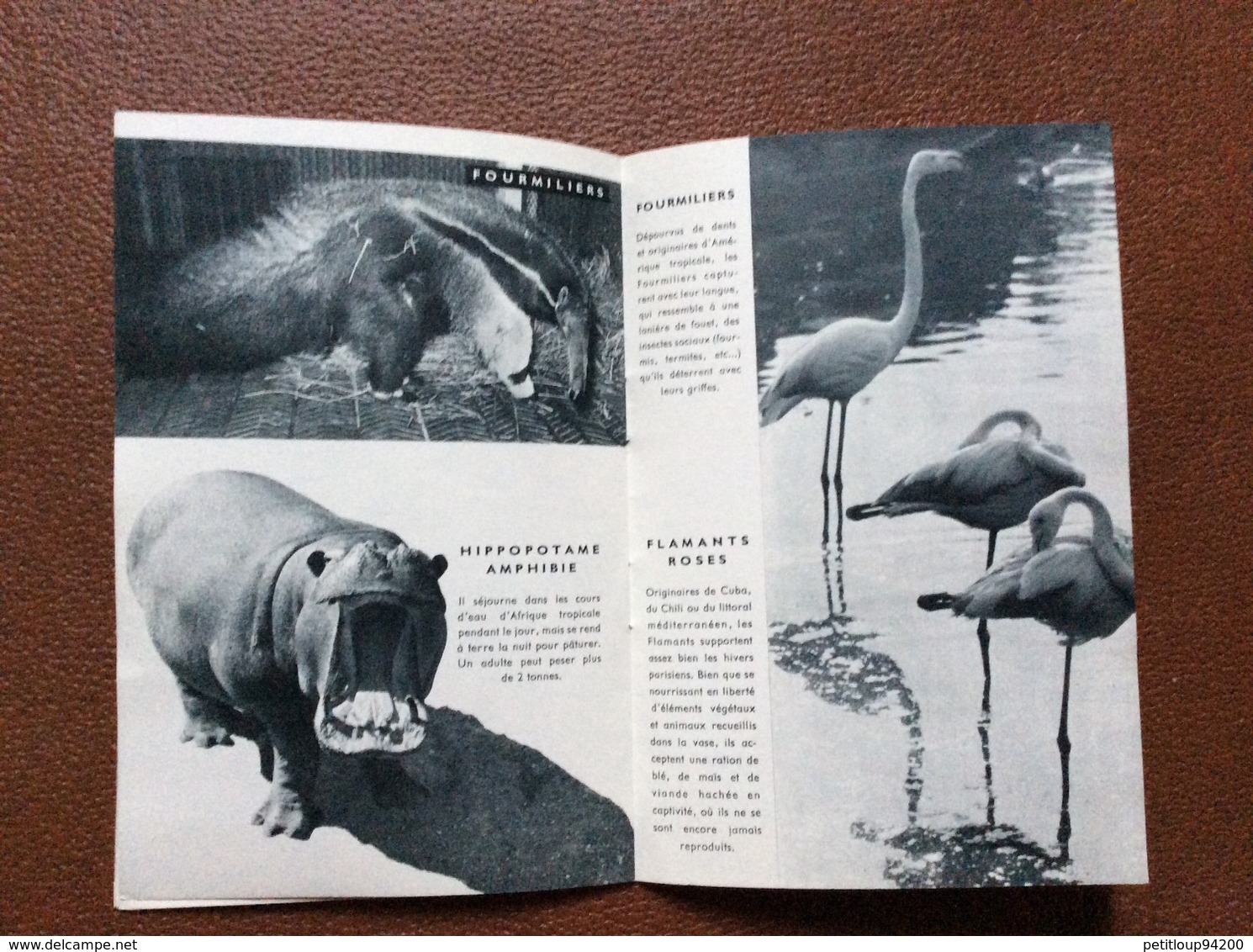 MUSEUM NATIONAL D’HISTOIRE NATURELLE   Zoo de Vincennes  GUIDE OFFICIEL  Girafe  ANNEE 1957