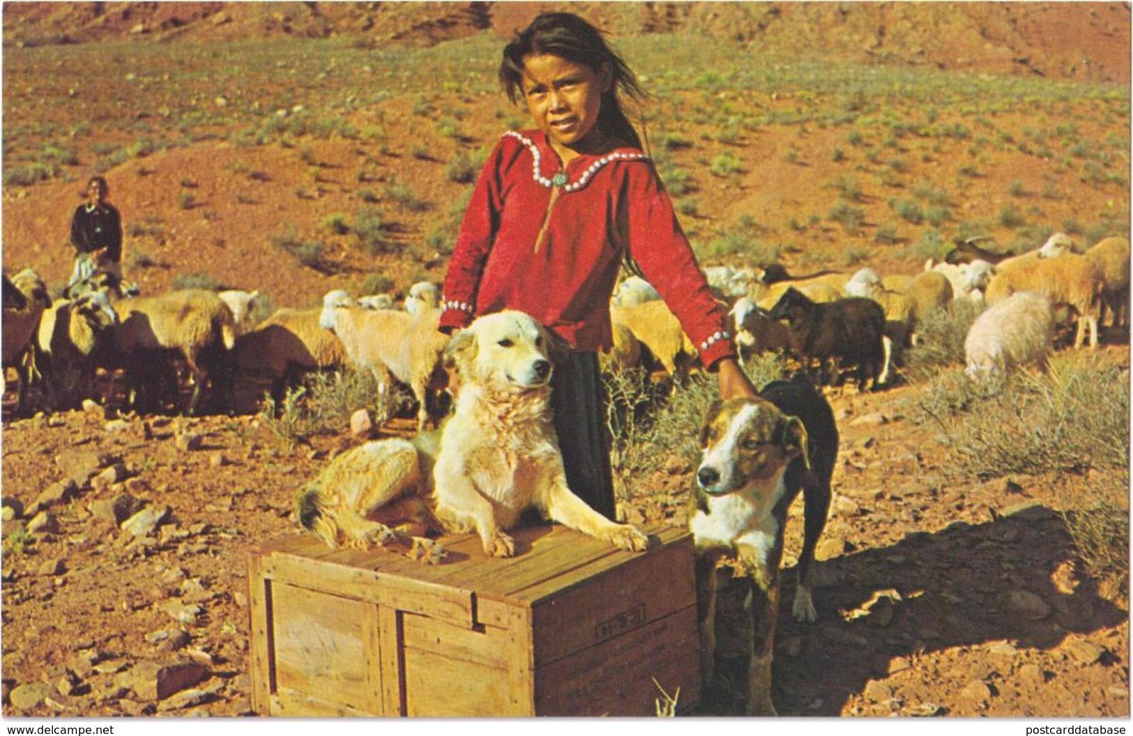 This Little Navajo Girl Is Proud Of Her Sheep Dogs. - Monument Valley