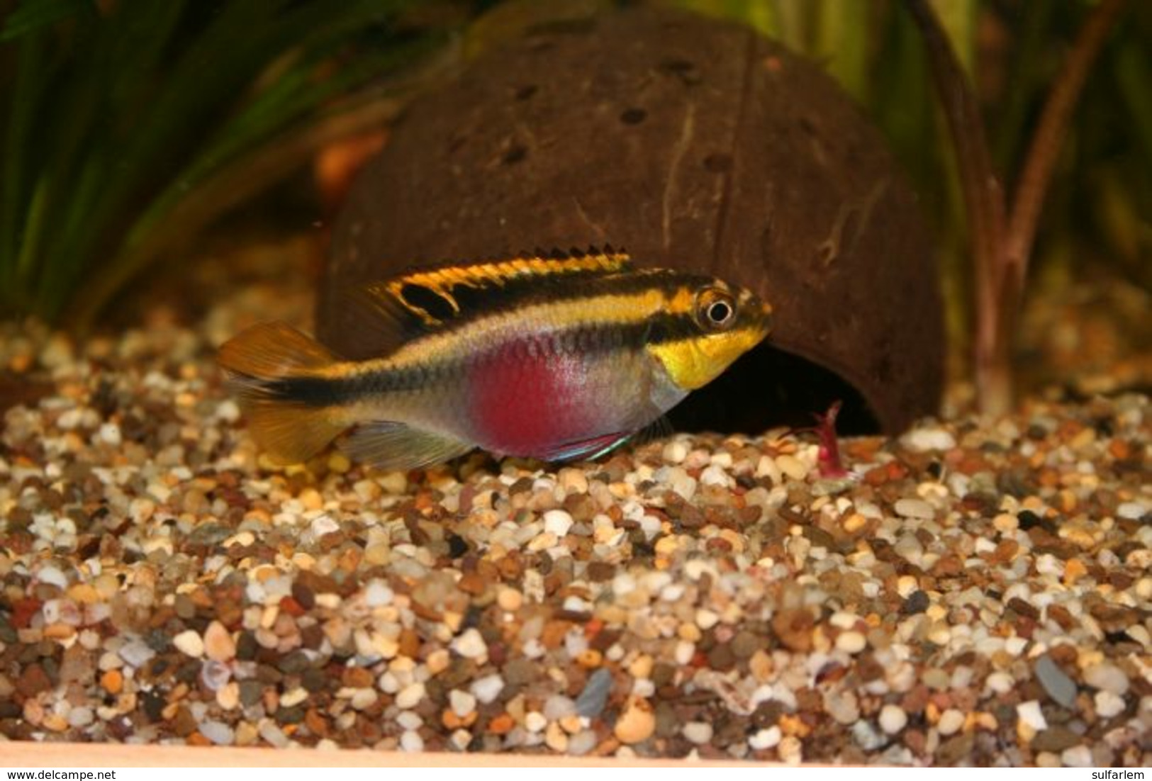 Pelvicachromis Kribensis 6 Cm - Otros & Sin Clasificación