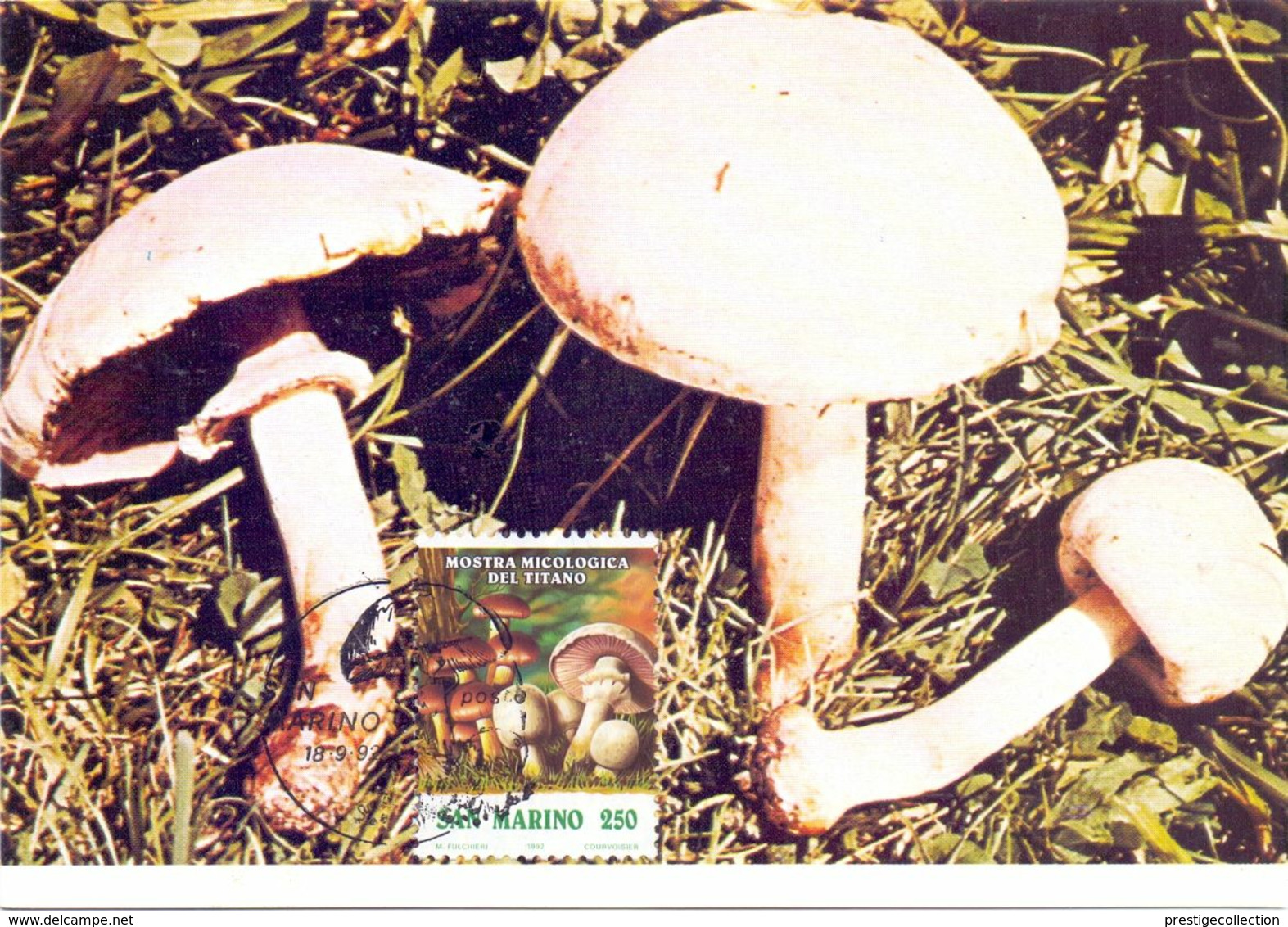 SAN MARINO 1992 MOSTRA MICOLOGICA DEL TITANO  MAXIMUM POST CARD     (AGO200261) - Errors, Freaks & Oddities (EFO)