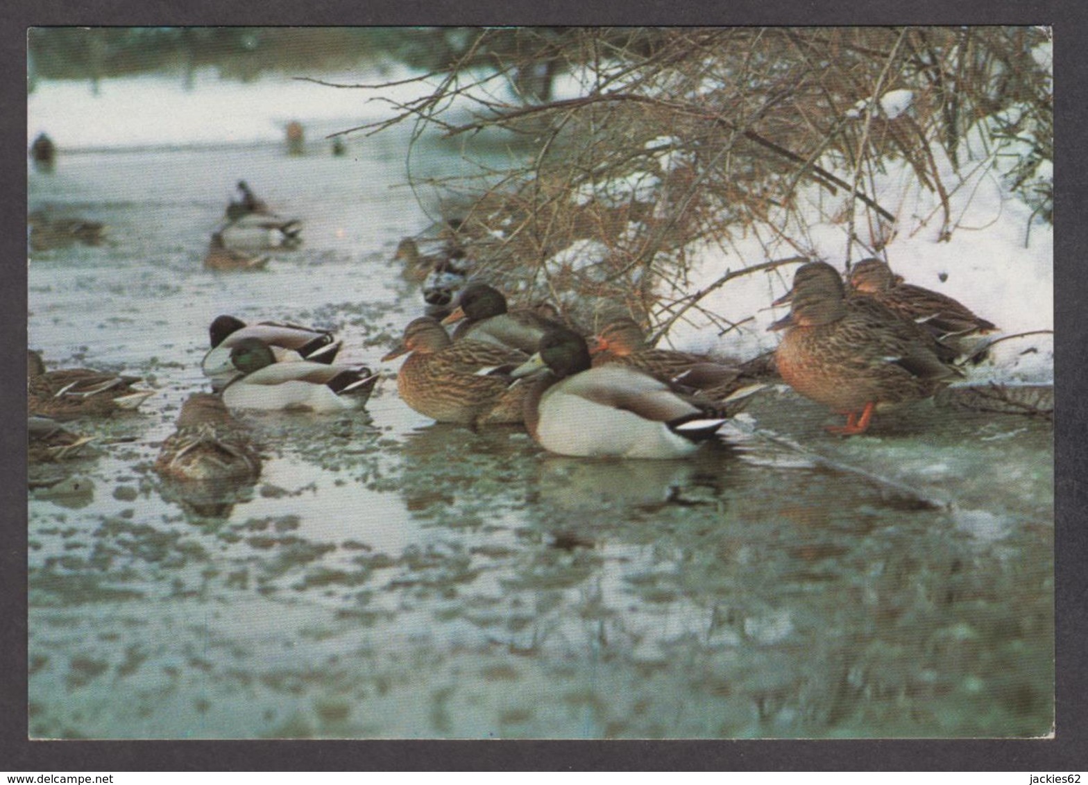 089771/ Colverts Sur La Glace, Réserve Ornithologique Du *Zwin* - Birds