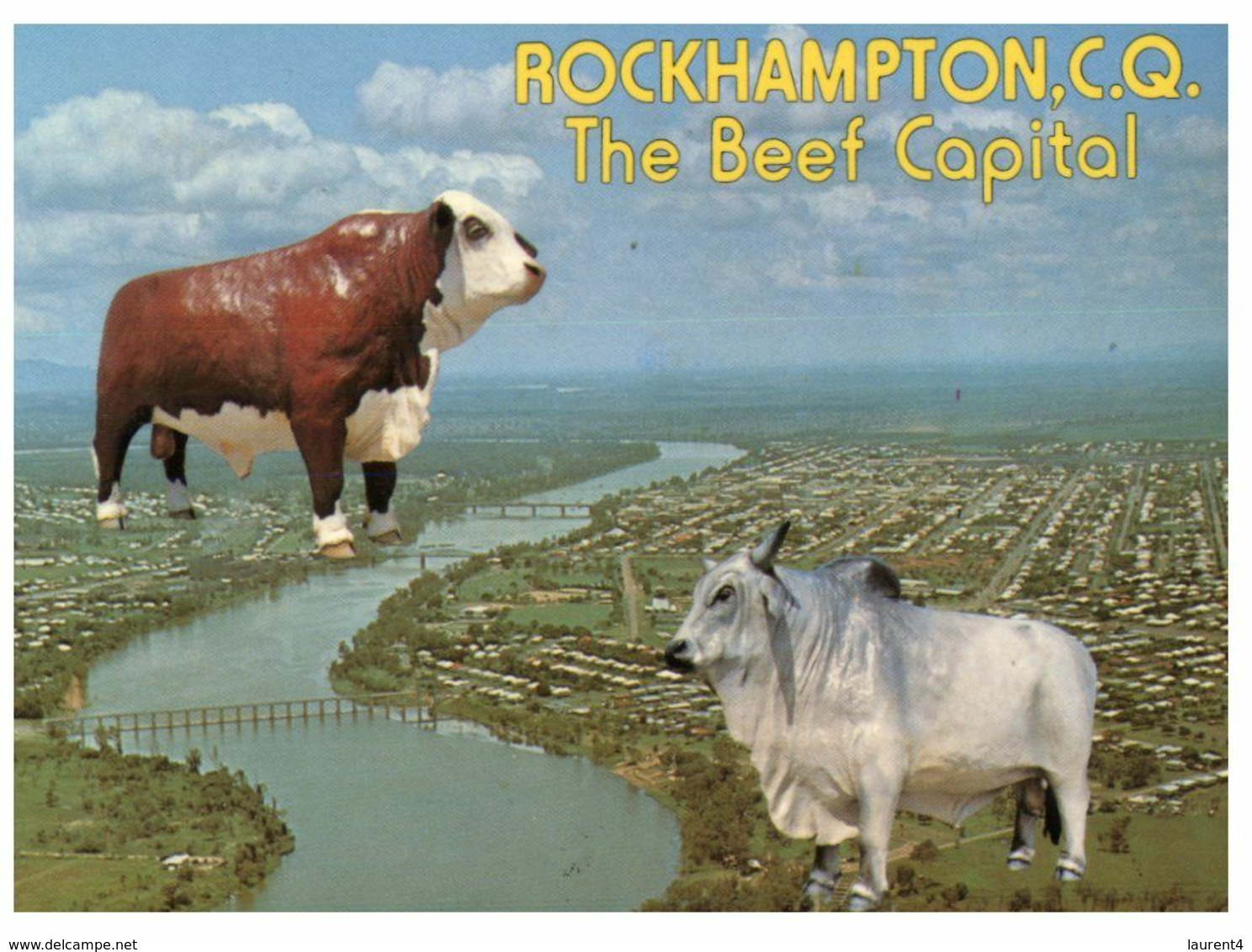 (K 6) Australia - QLD - Rockhampton (with Cows) - Rockhampton