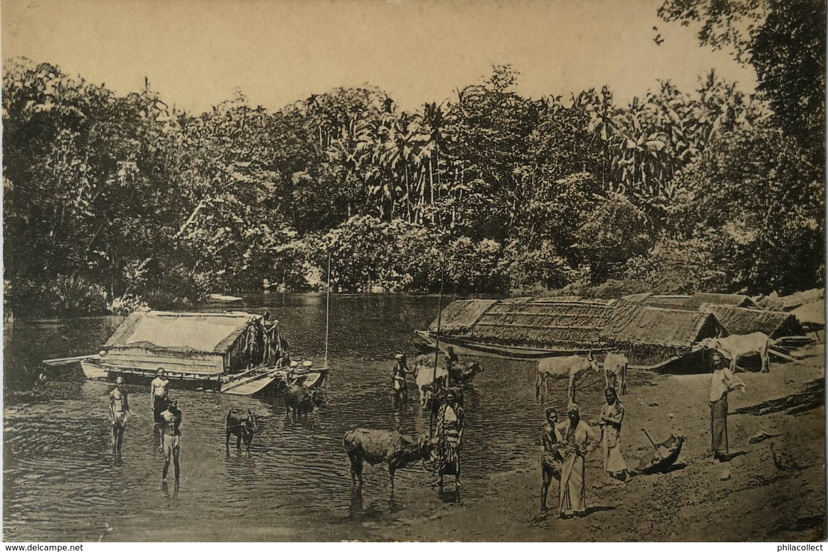 Sri Lanka (Cylon) Colombo // Natives And Cattle Bathing In River 19?? - Sri Lanka (Ceylon)