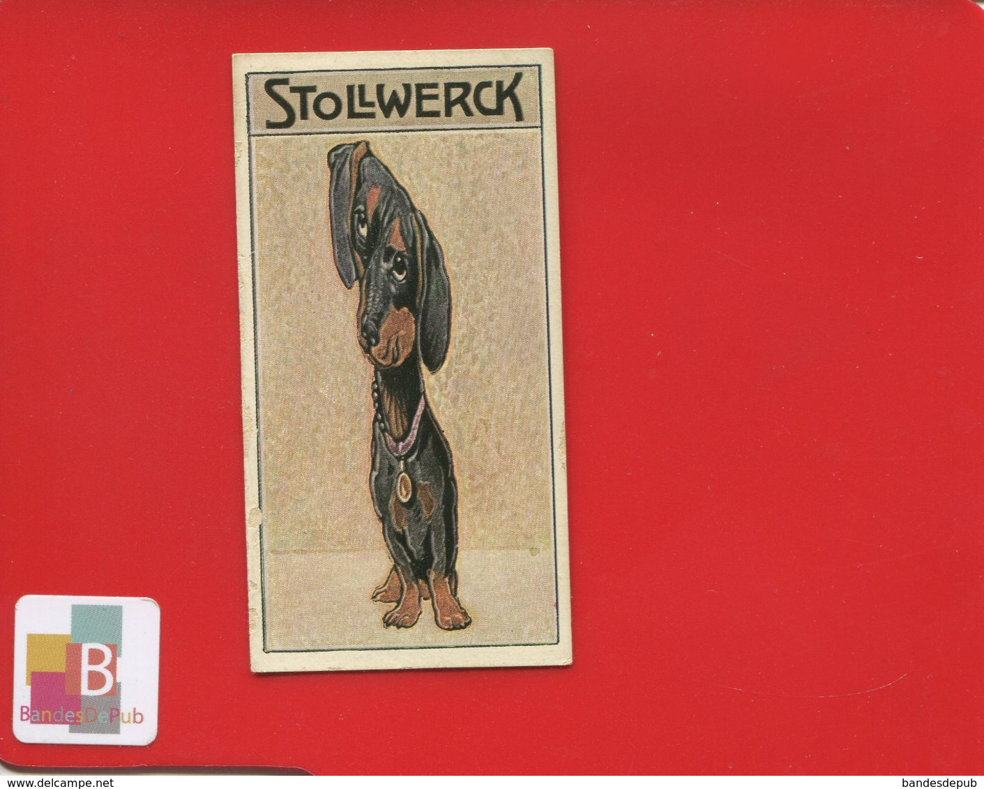 Chocolat STOLLWERCK Chromo Illustrateur Chien Miroir Déformant Teckel Basset - Stollwerck