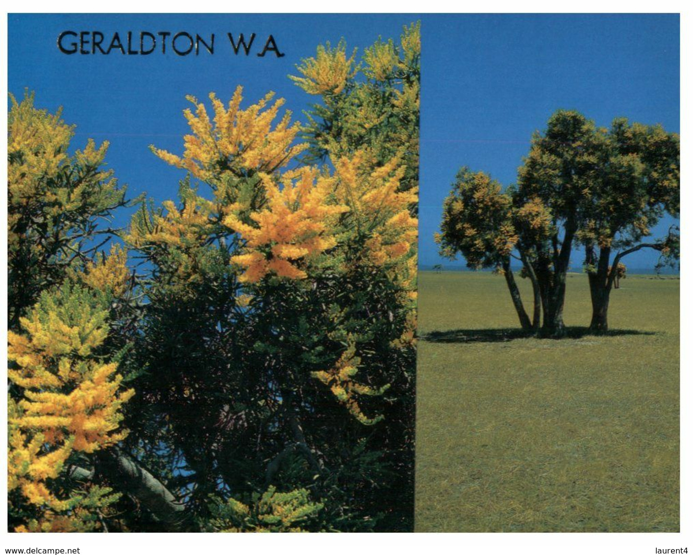 (K 11) Australia - WA - Geraldton Christmas Tree (WFL20) - Geraldton