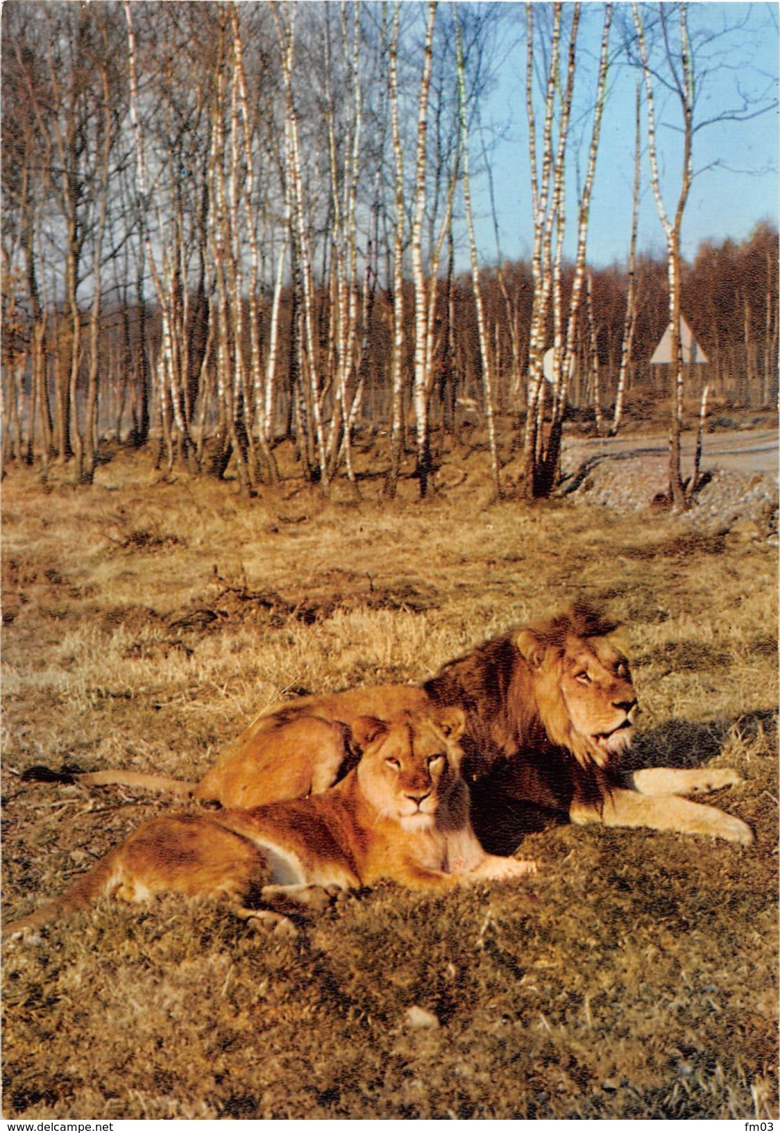 Manhay Dochamps Safari Parc Zoo Lions - Manhay