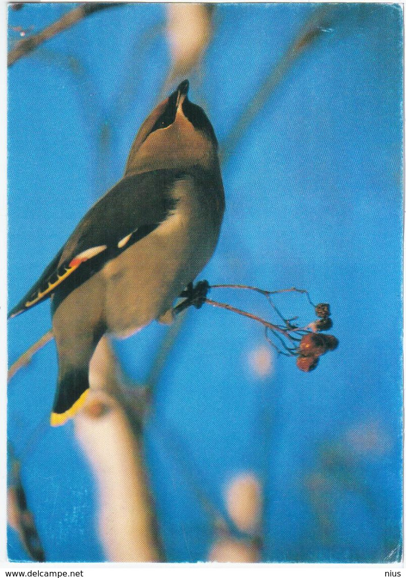 Finland Suomi 1992 Maximum Card, Bird Birds Bombycilla Garrulus, Bohemian Waxwing, Europäischer Seidenschwanz - Tarjetas – Máximo