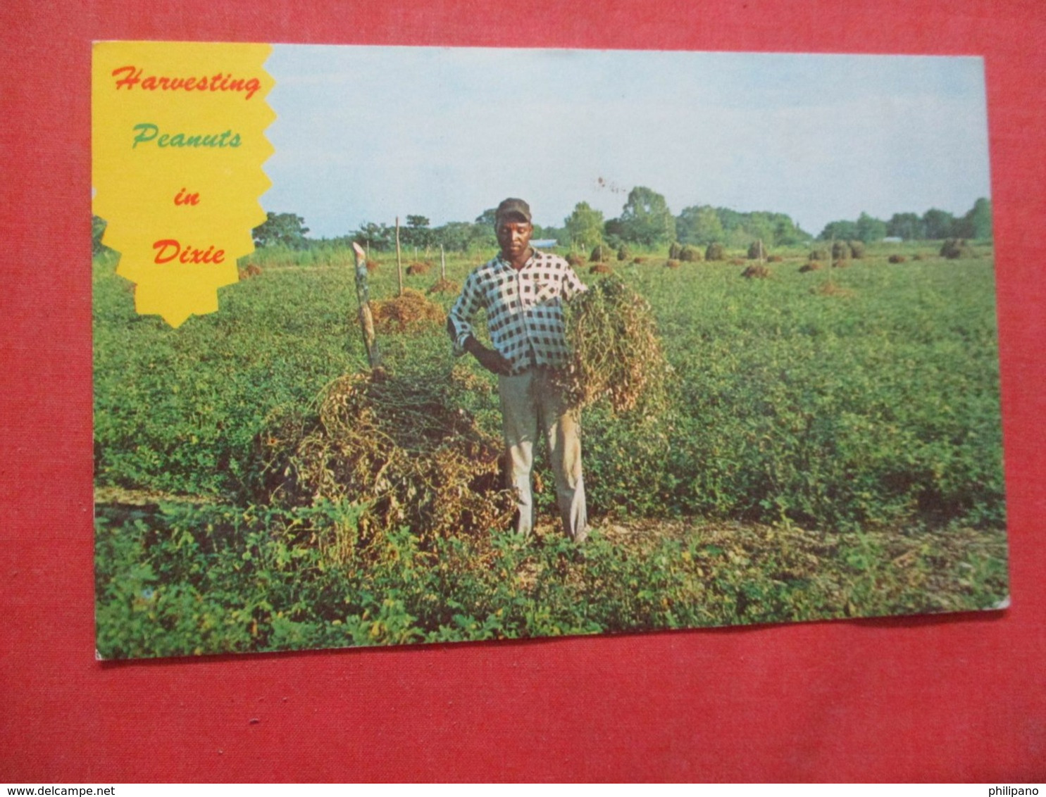 Black Americana  Harvesting Peanuts In Dixie   Ref 4317 - Black Americana