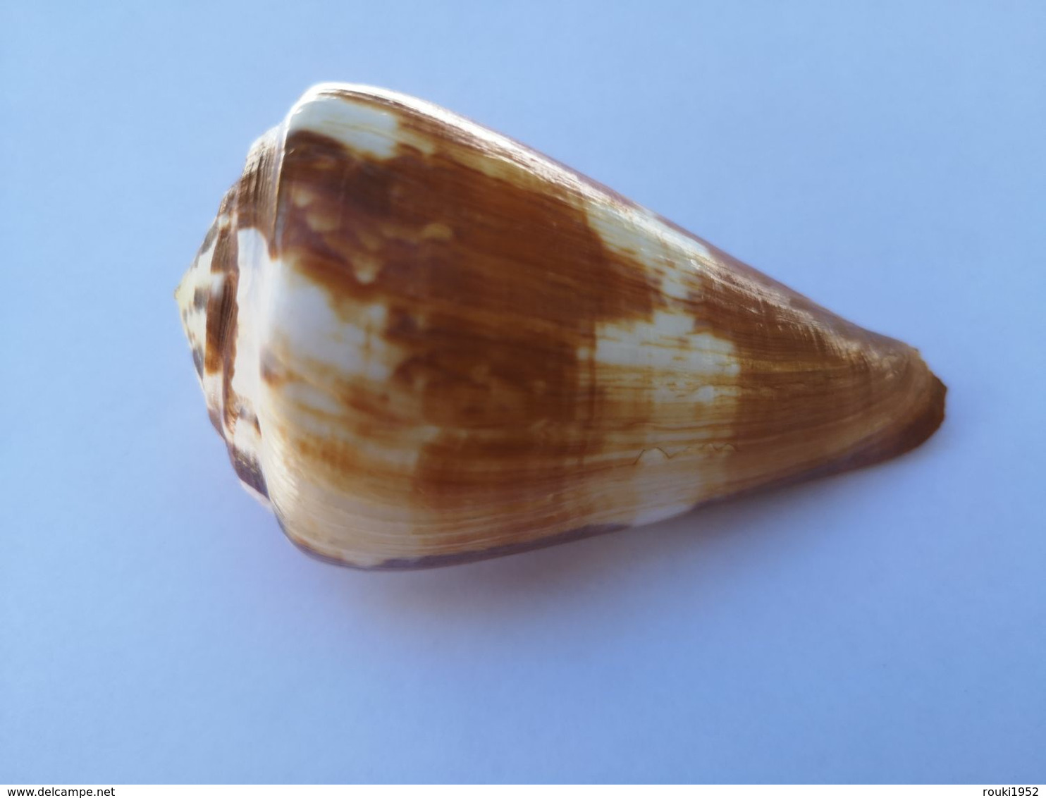 Conus Vexillium. Comores. 80 Mm. - Coquillages