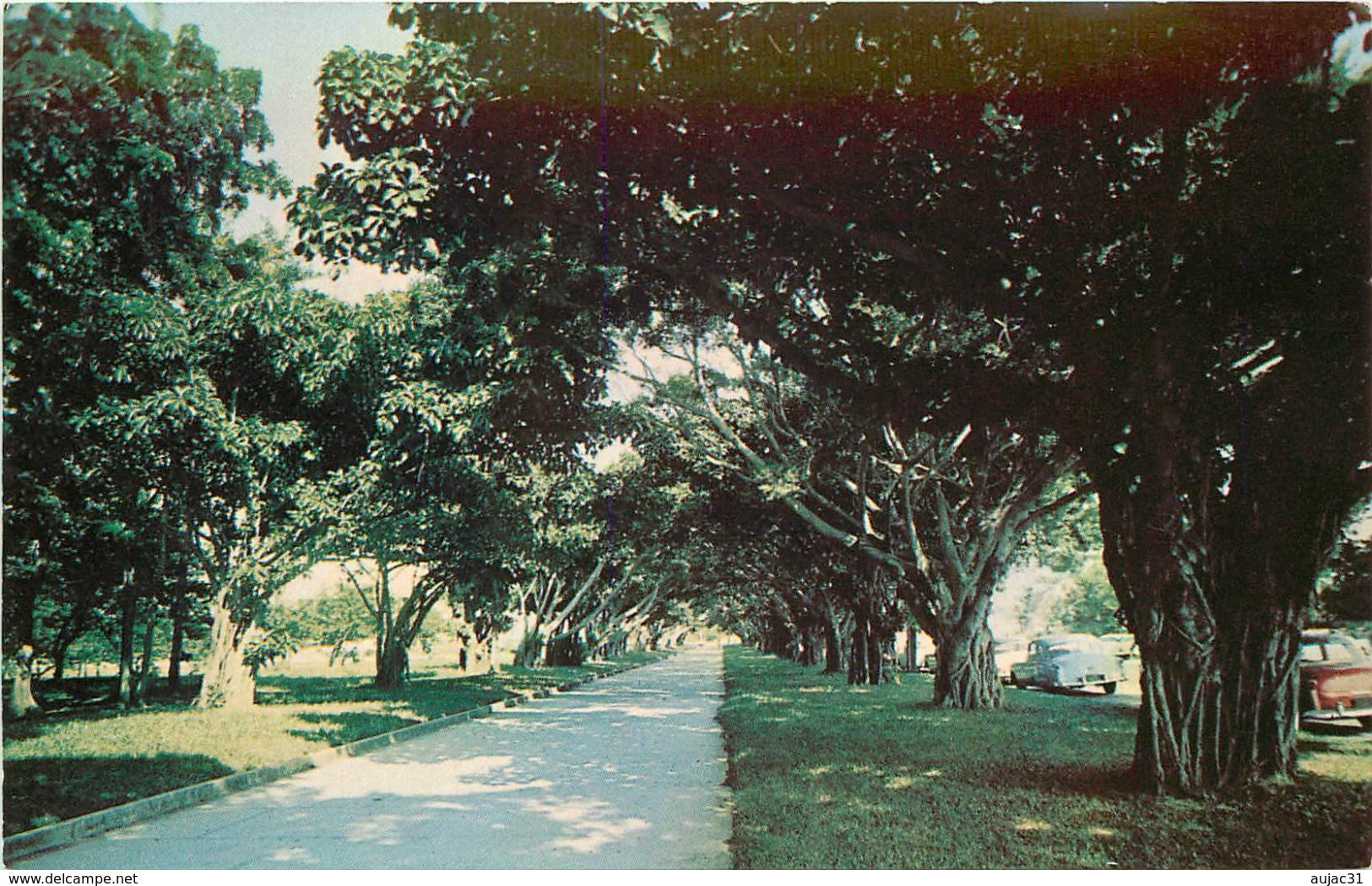 Antilles - Puerto Rico - View Of Munoz Rivera Park Et San Juan - Semi Moderne Petit Format - Bon état - Puerto Rico