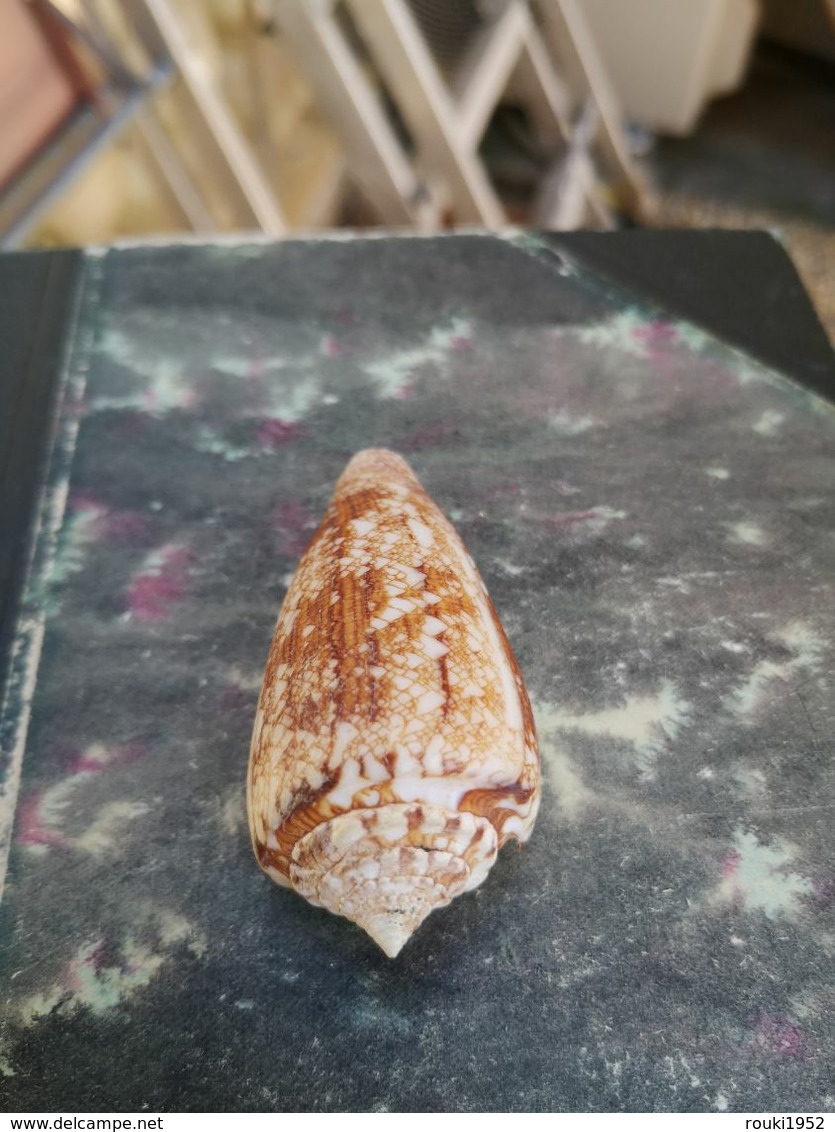 Conus Telatus 67 Mm RARE. Palawan, Philippines - Coquillages