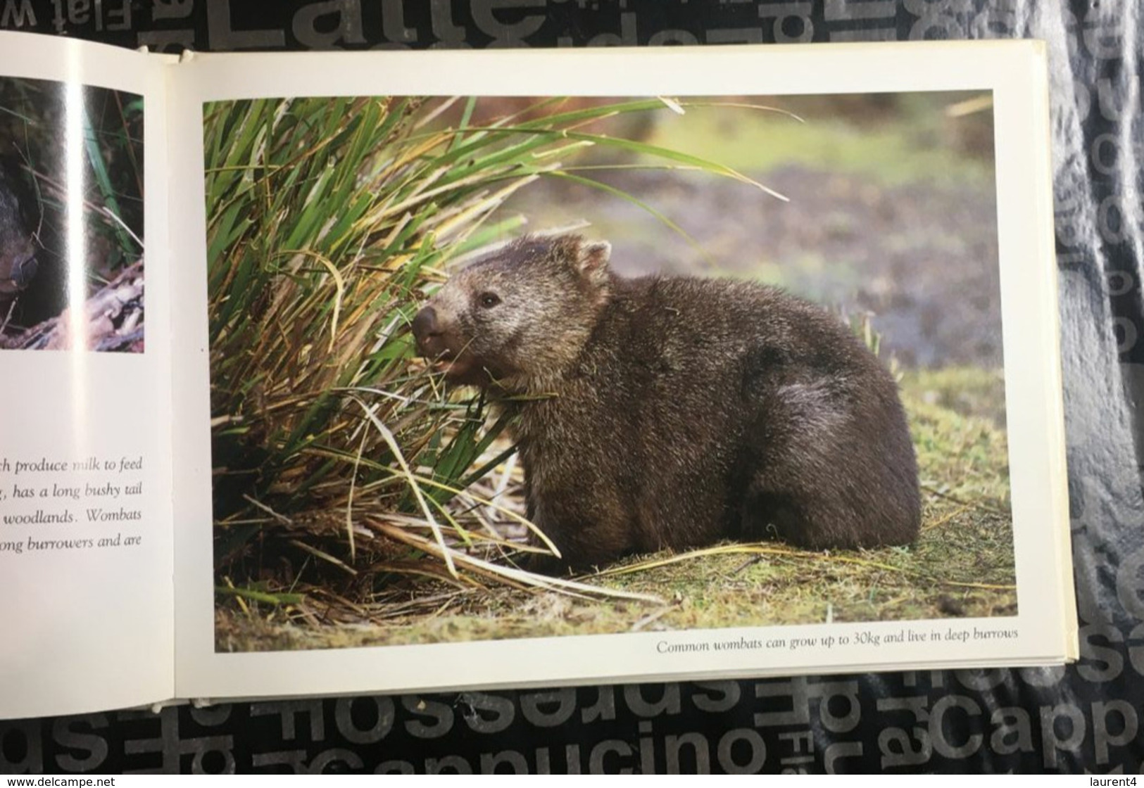 (Book) Wildlife Australia By Peter Lik (animals Photos Such As Crocodile - Wombat - Devils Etc) - 22x16cm - 300 G - Andere & Zonder Classificatie