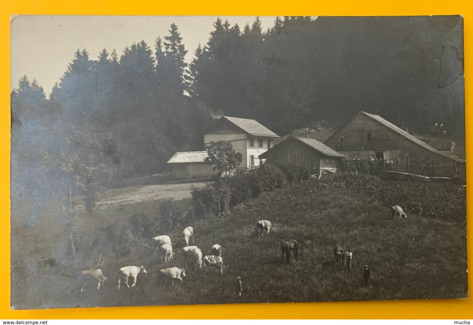 12814 -  Ferme Et Vaches à Situer Lausanne 21.06.1917 Pour La Chaux-de-Fonds - La Chaux