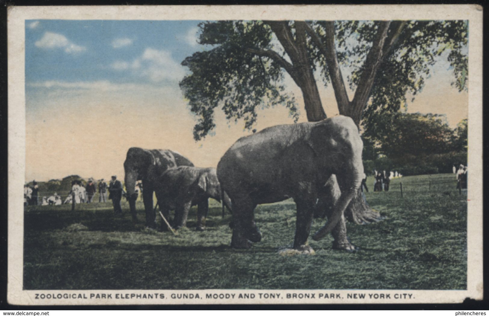 CPA - (Etats-Unis) Zoological Park Elephants, Gunda, Moody And Tony, Bronx Park, New York City - Parchi & Giardini