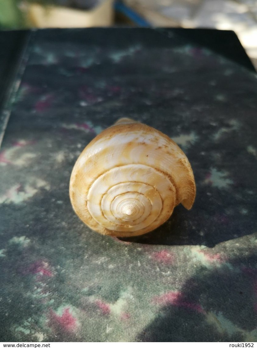 Conus Trigonus. 56 Mm. Australie. - Coquillages