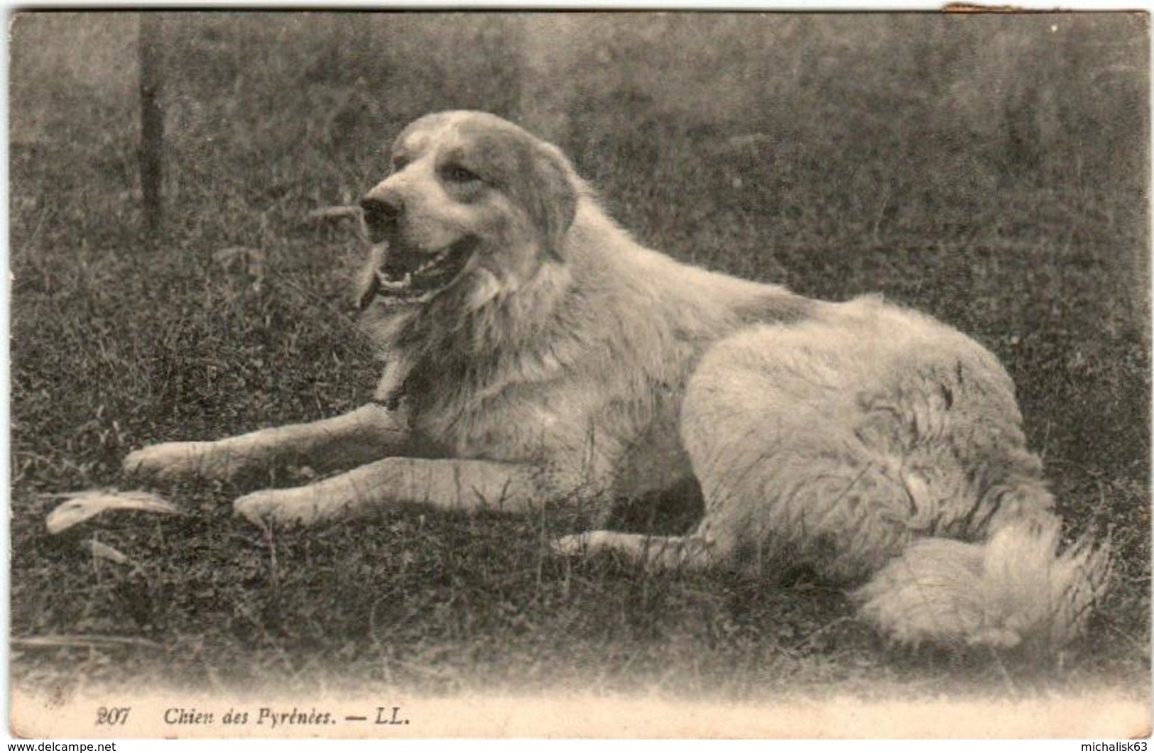 41kp 819 CPA - CHIEN DES PYRENEES - Cani