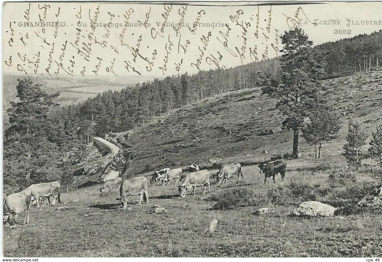 LOZERE : Grandrieu, Un Paturage Dans La Vallée - Gandrieux Saint Amans