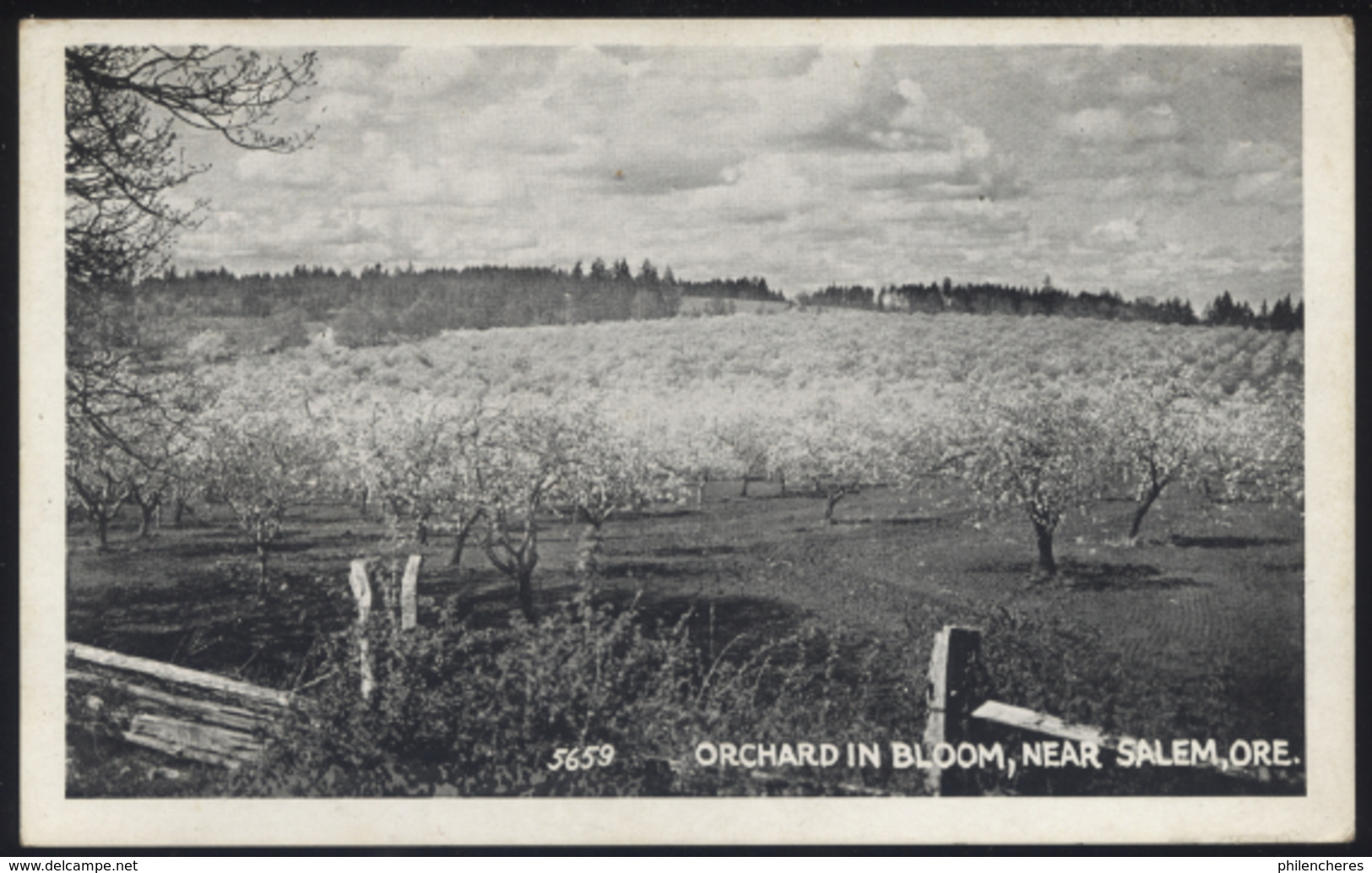 CPA - (Etats-Unis) Orchard In Bloom, Near Salem, Ore. - Salem