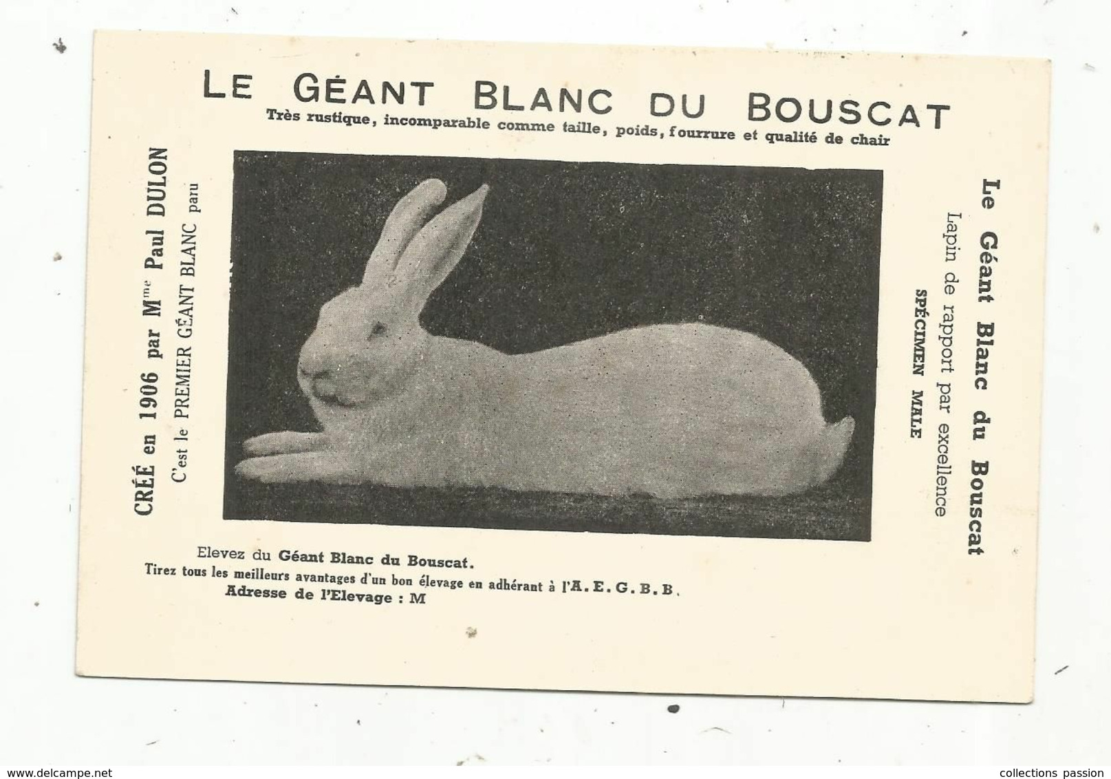 Cp,publicité ,  Lapin De Rapport , LE GEANT BLANC DU BOUSCAT ,créé En 1906 Par Mme Paul Dulon , écrite - Publicité