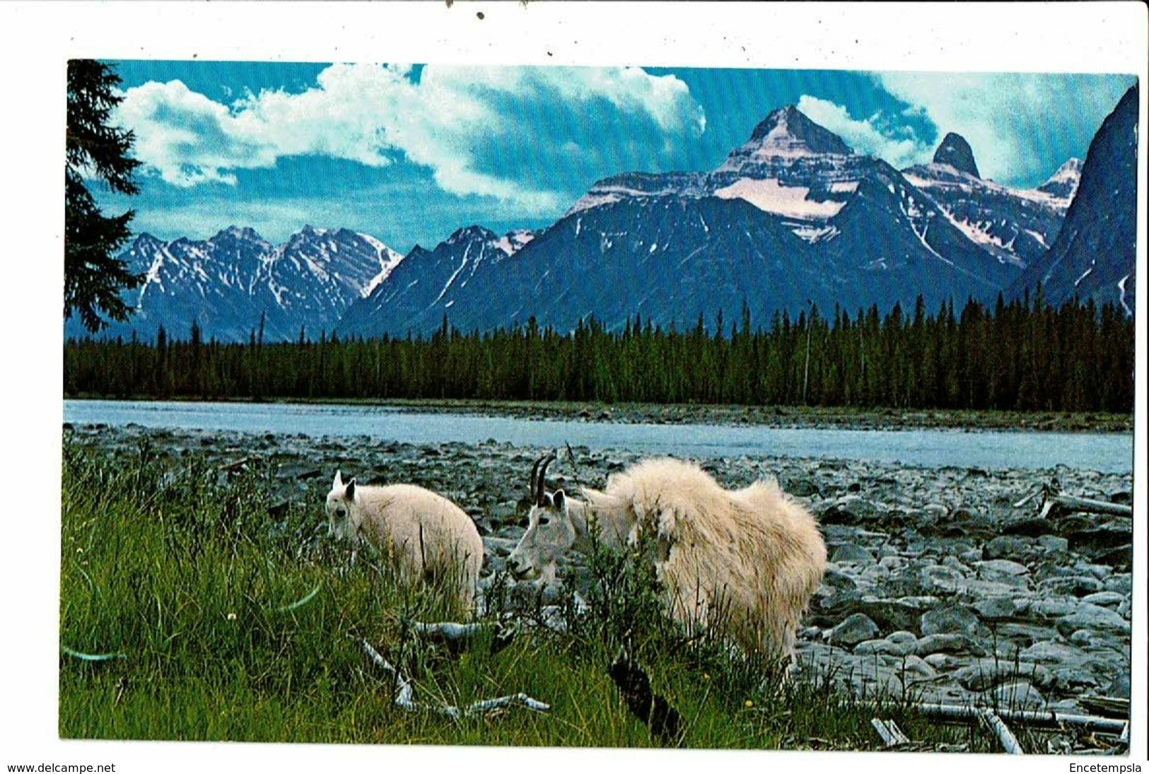 CPM-Carte Postale-Canada -Athabaska River -Canadian Rockies 1974 VM20778 - Jasper
