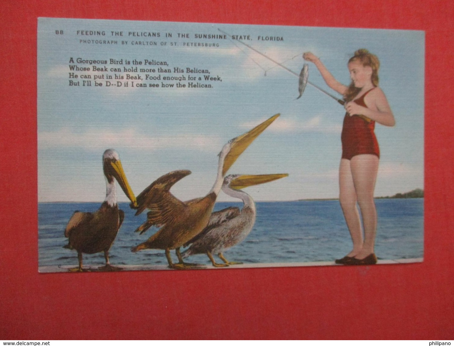Young Girl Feeding The Pelicans  Florida > Ref 4332 - Vogels