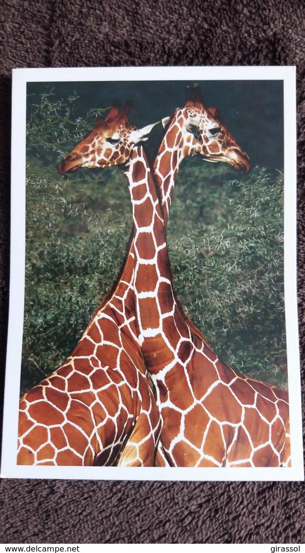 CPM GIRAFE GIRAFES RETICULES MALES DU KENYA NOUVELLES IMAGES - Girafes