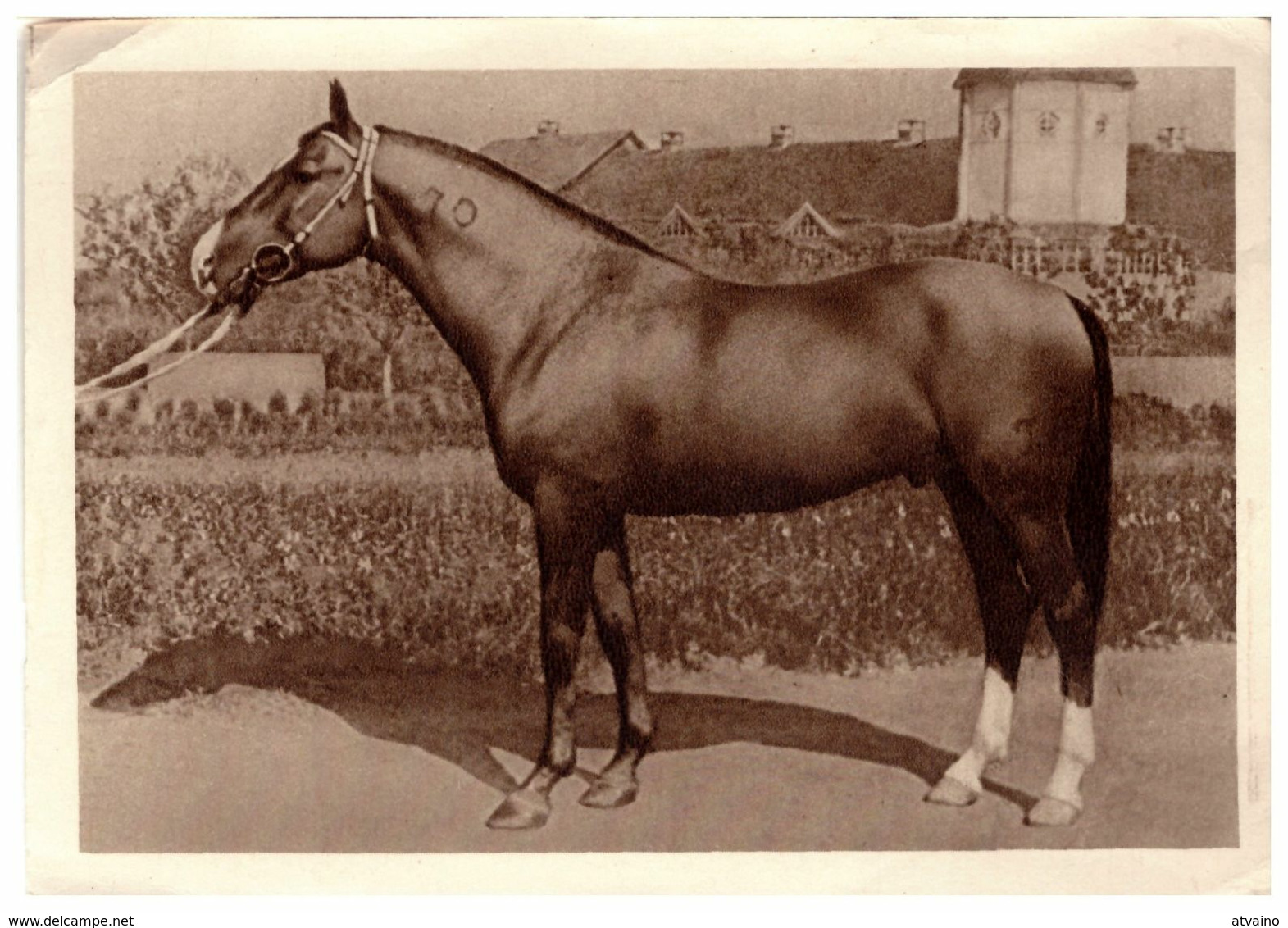 Champion Draft Horse Zhasmin Russia CCCP -1940. - Paarden