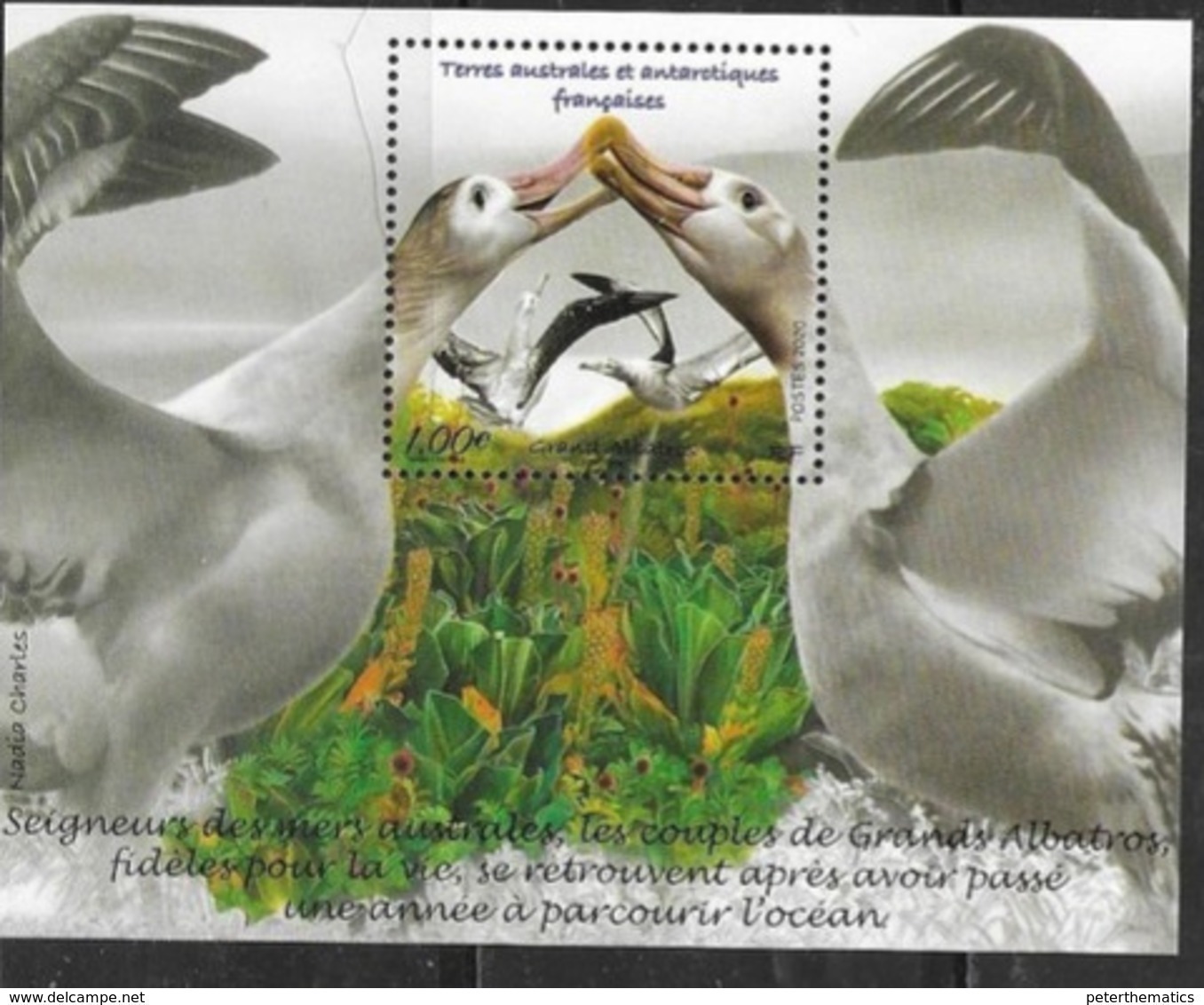 TAAF ,  FRENCH ANTARCTIC, 2020, MNH, BIRDS, ALBATROSS, S/SHEET - Other & Unclassified