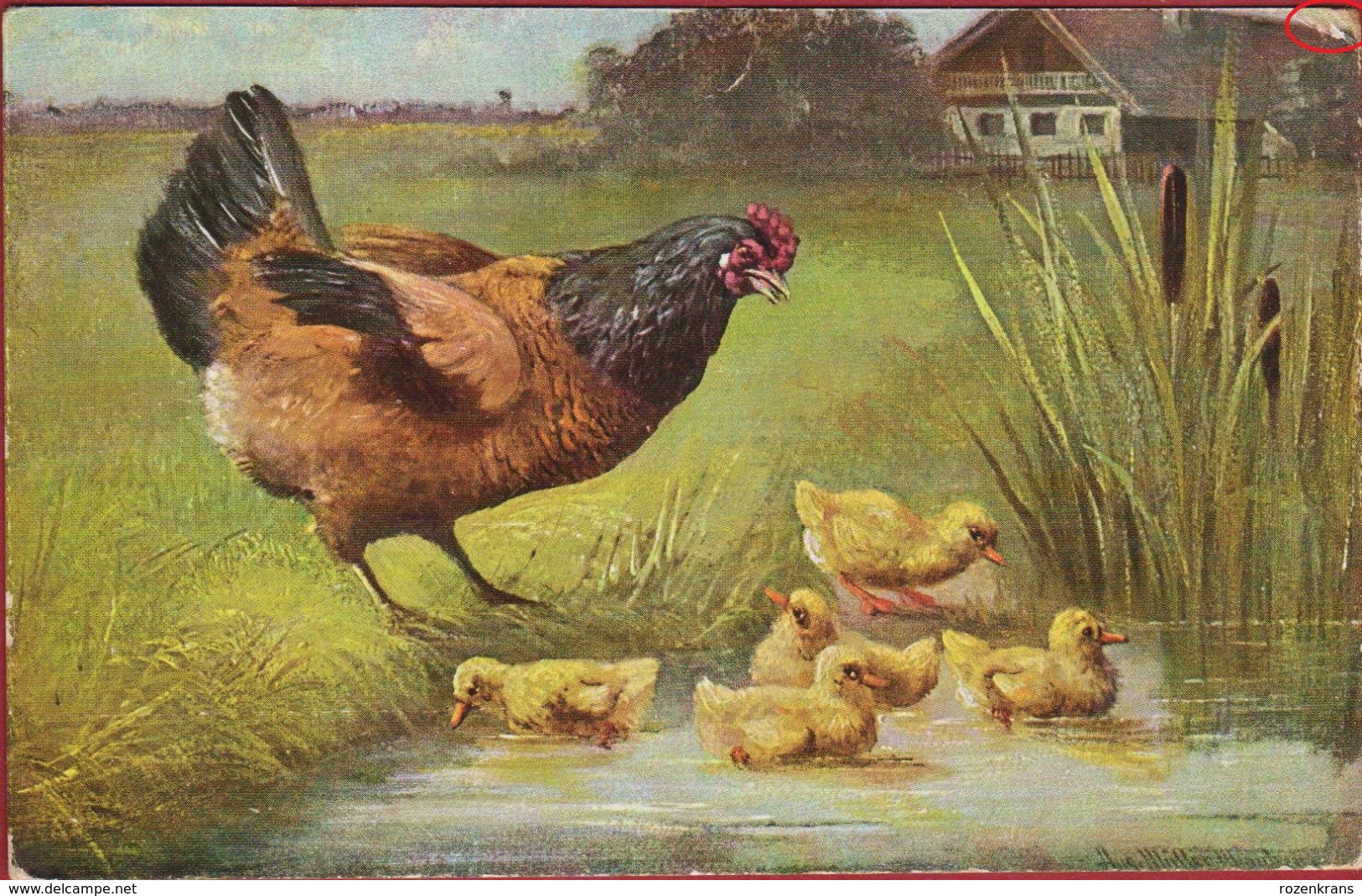 August Muller Illustrator Illustrateur CPA Chicken Kip Poule Poulette Huhn Kücken WBSS 6917/1 CPA Old Postcard Kuikens - Mueller, August - Munich