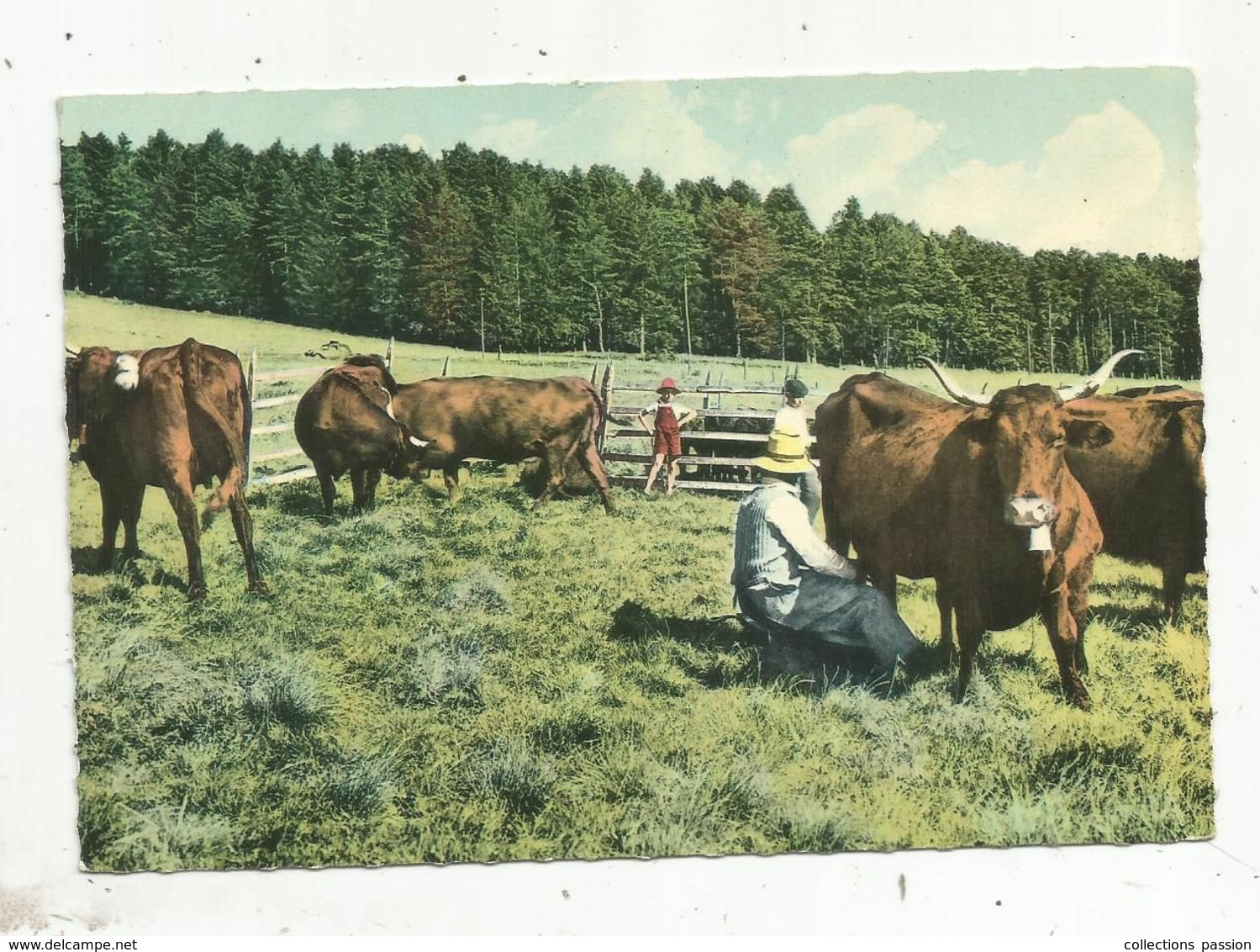 Cp , Agriculture ,élevage , L'Auvergne , La Traite Des Vaches En Montagne , Voyagée 1961 - Viehzucht