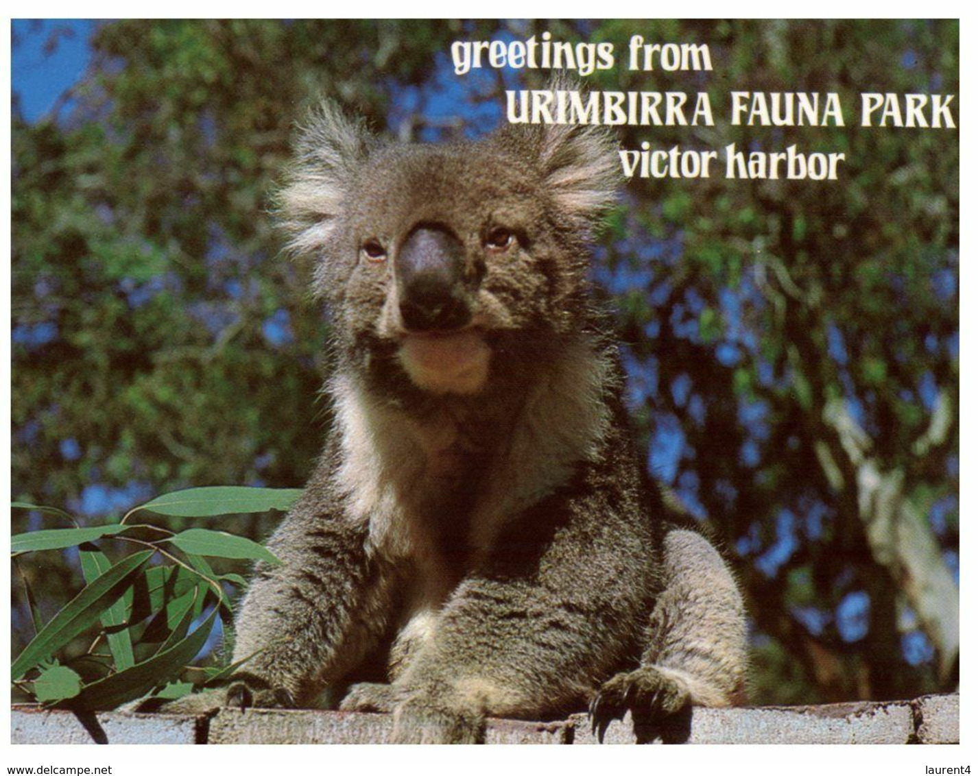 (L 21) Australia - SA - Koala Amed Bonney At Urimbirra Fauna Park - Other & Unclassified