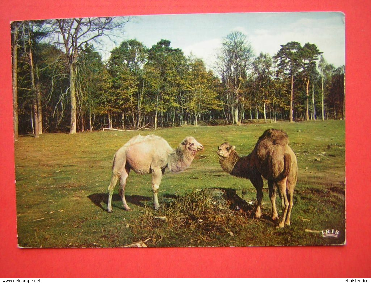 CPM  DROMADAIRES  RESERVE AFRICAINE DU CHATEAU DE THOIRY EN YVELINE 78  NON VOYAGEE - Otros & Sin Clasificación