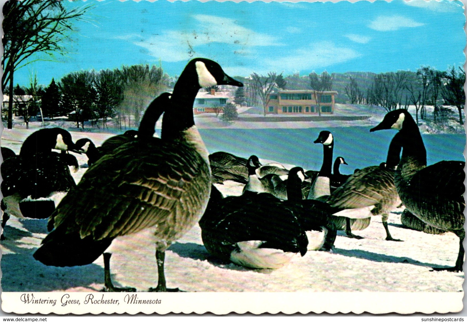 Minnesota Rochester Wintering Geese 1985 - Rochester