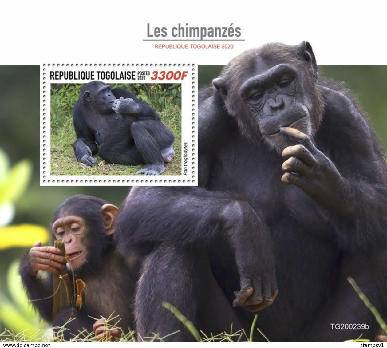 Togo 2020 Chimpanzees. (0239b) OFFICIAL ISSUE - Chimpanzés