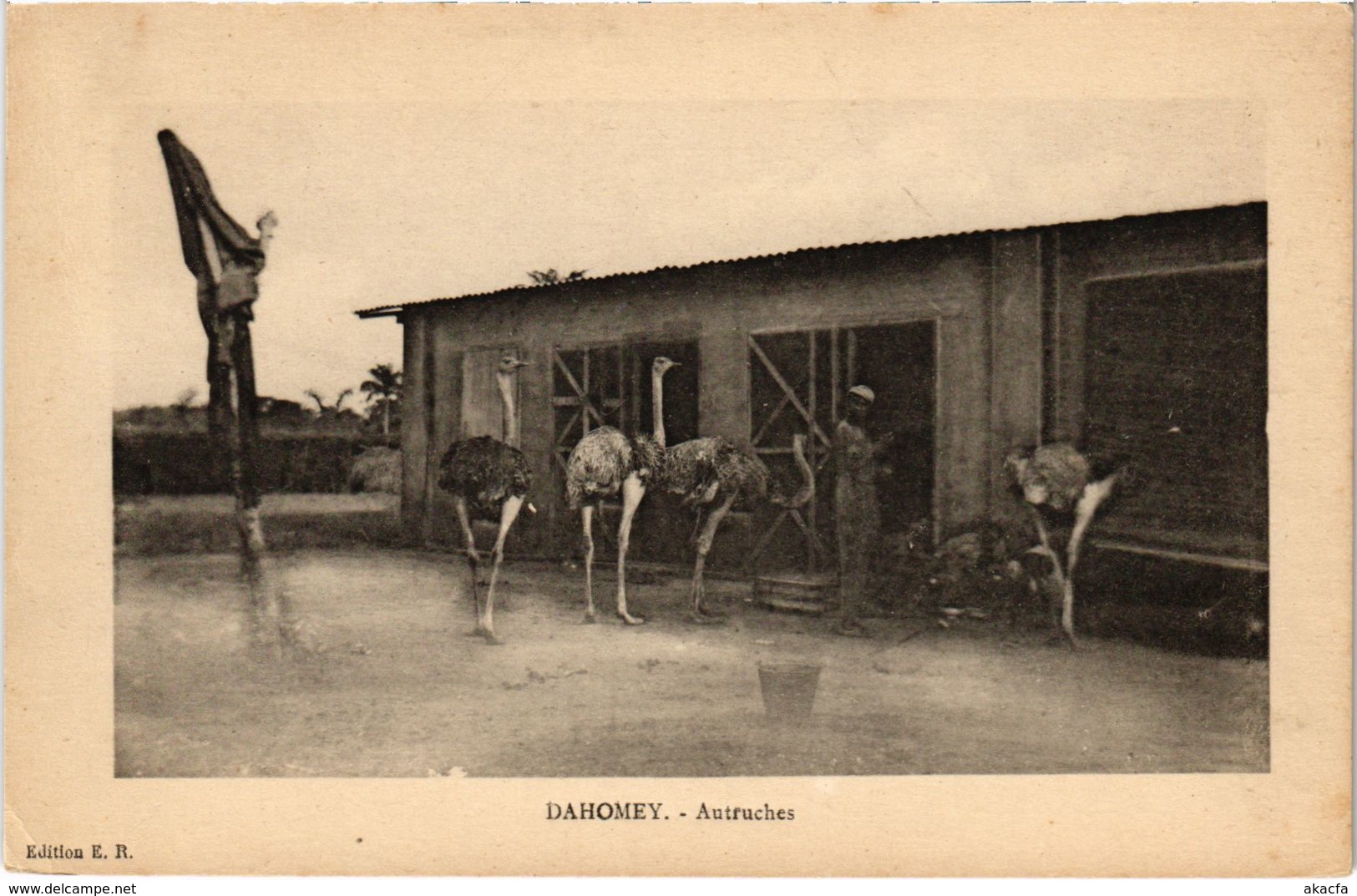 CPA AK DAHOMEY - Sakété - Autruches (86871) - Dahomey