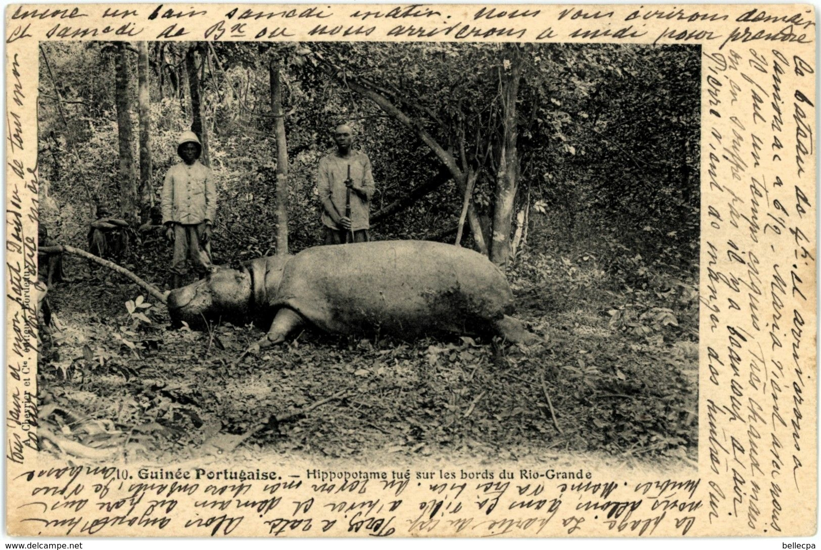 GUINEE BISSAU Guinée Portugaise Hippopotame Tué Sur Les Bords Du Rio Grande Chasse - Guinea-Bissau