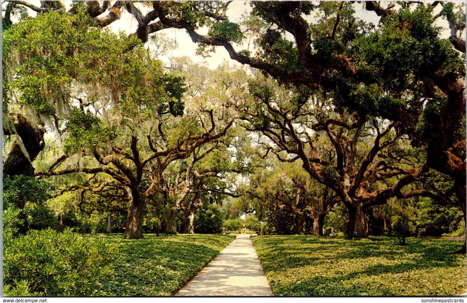 South Carolina Myrtle Beach Brookgreen Gardens Live Oak Walk - Myrtle Beach