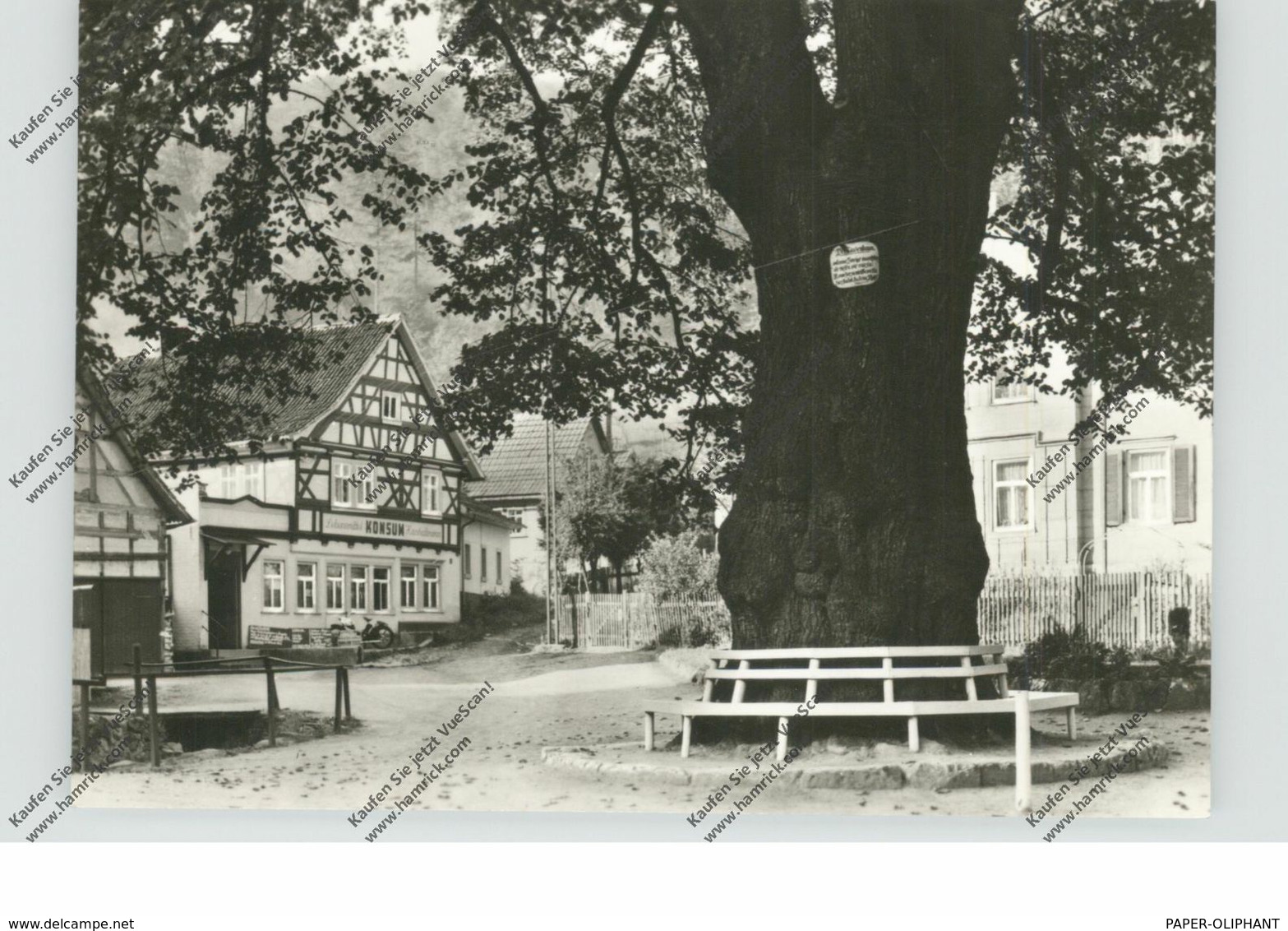 0-5906 RUHLA - THAL, 600 Jahre Alte Linde - Bad Salzungen