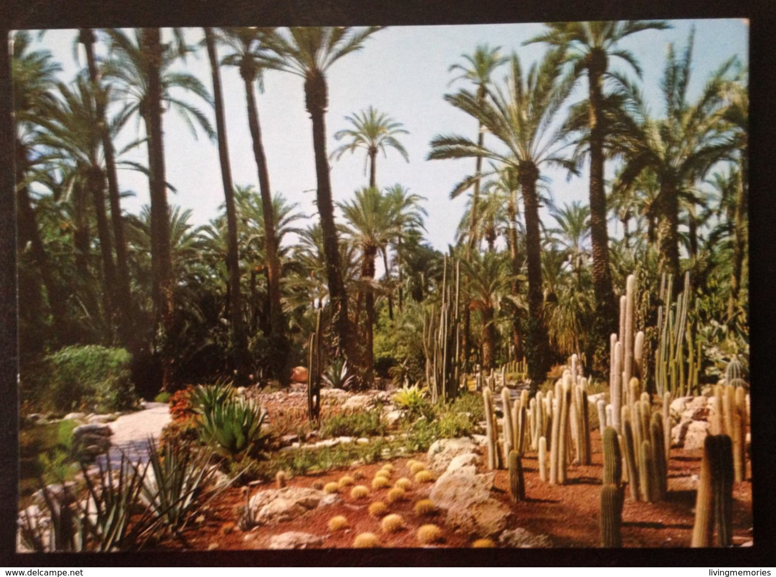 Spain, Circulated Postcard, ELCHE, 1985 - Alicante